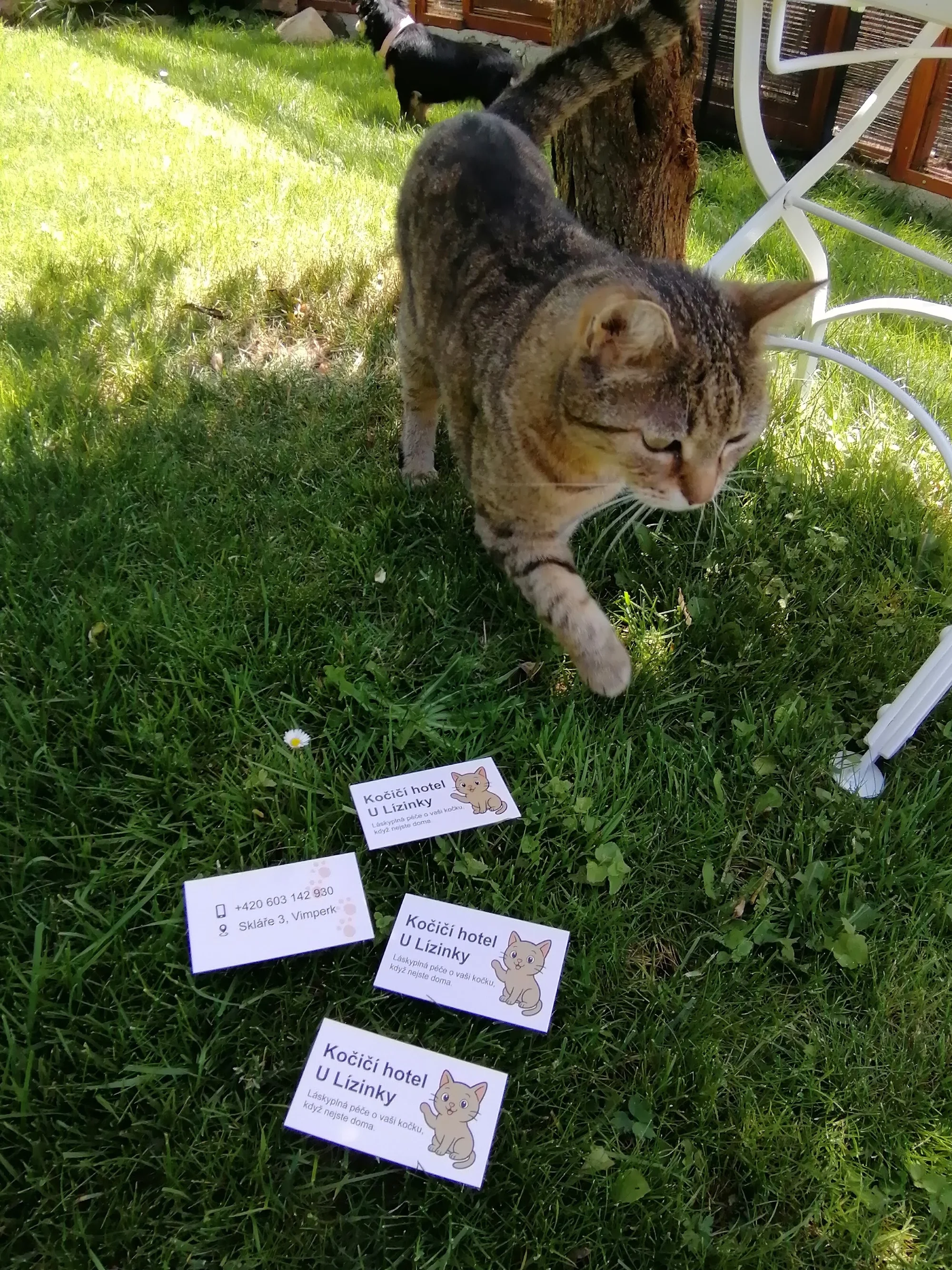 Ubytování kočičky v kočičím hotelu na 1 až 7 dní, vč. mazlení a veškeré péče