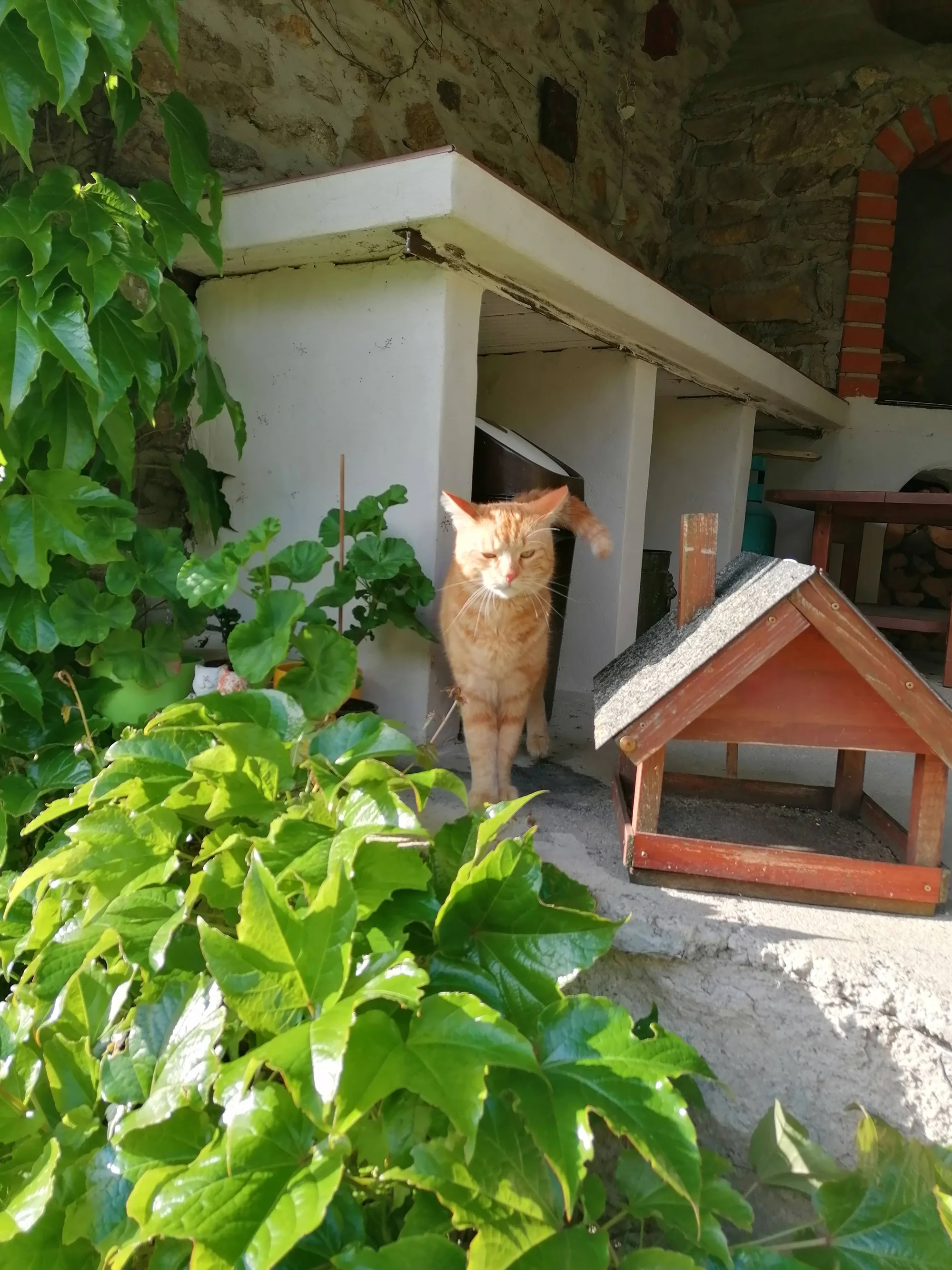 Ubytování kočičky v kočičím hotelu na 1 až 7 dní, vč. mazlení a veškeré péče