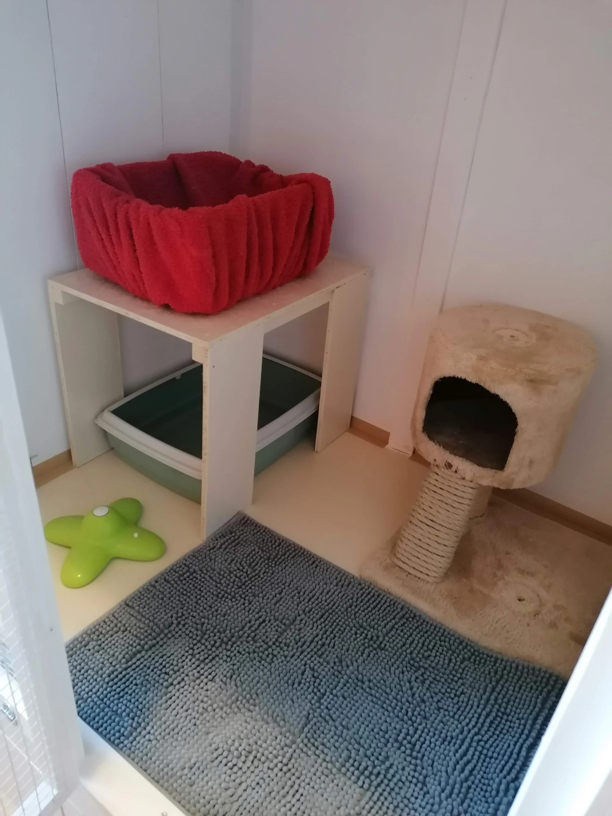 Ubytování kočičky v kočičím hotelu na 1 až 7 dní, vč. mazlení a veškeré péče