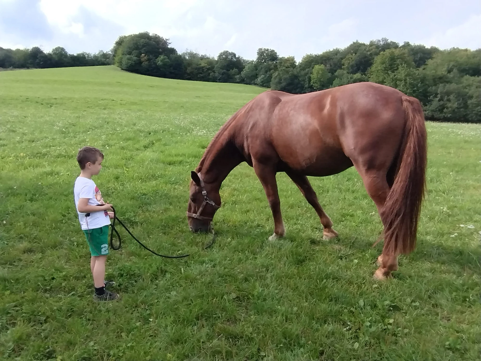Osobní rozvoj s péčí o koně: antistresová procházka i leadership