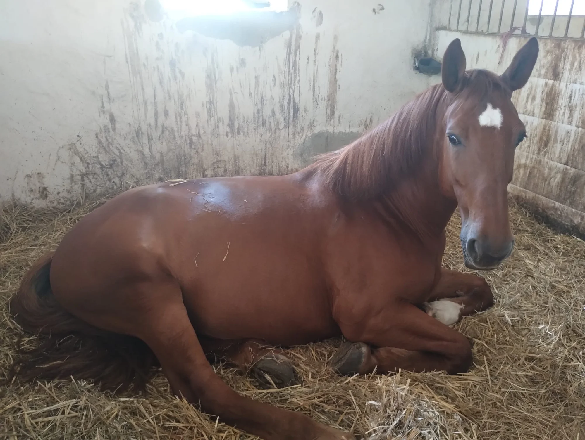 Zážitková procházka s koněm přírodou chráněné oblasti: varianty pro děti i dospělé