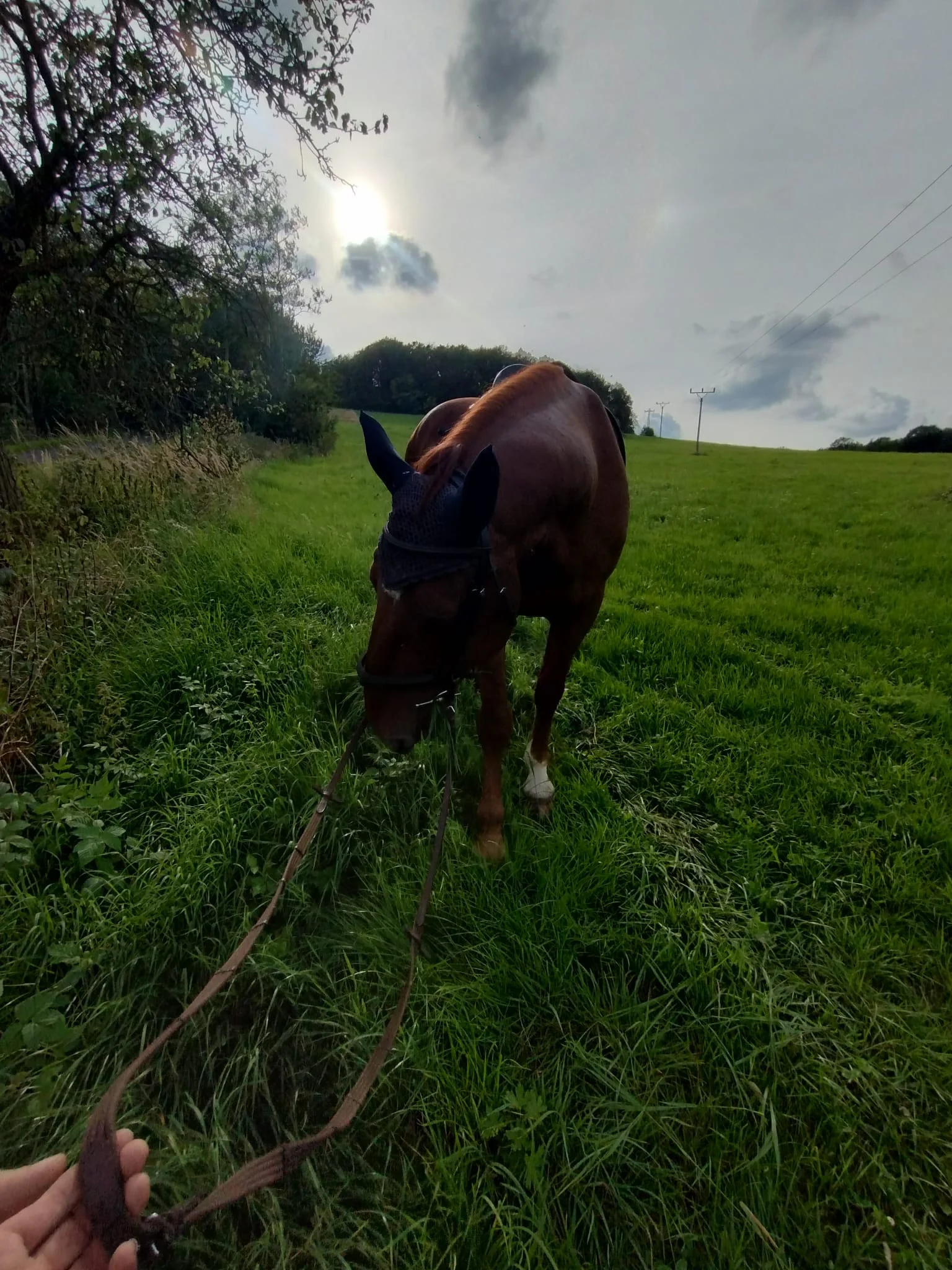 Osobní rozvoj s péčí o koně: antistresová procházka i leadership