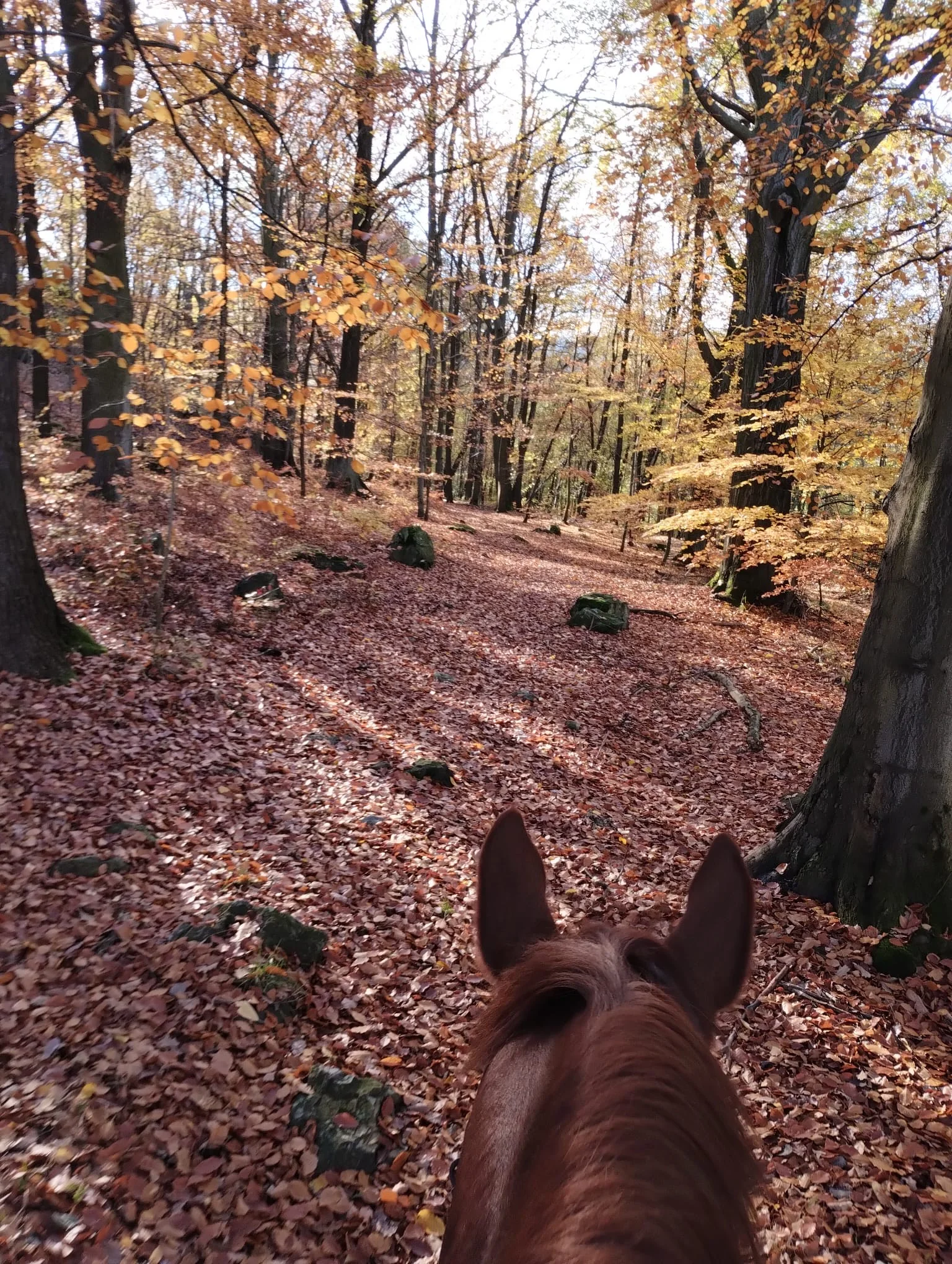 Osobní rozvoj s péčí o koně: antistresová procházka i leadership