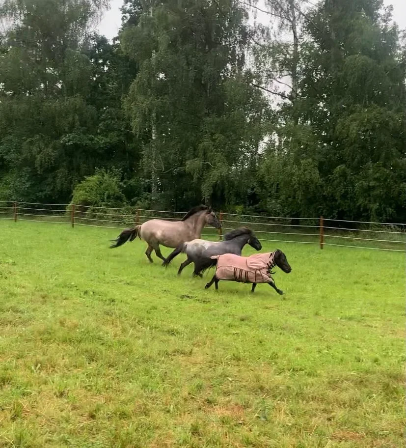 Osobní rozvoj s péčí o koně: antistresová procházka i leadership