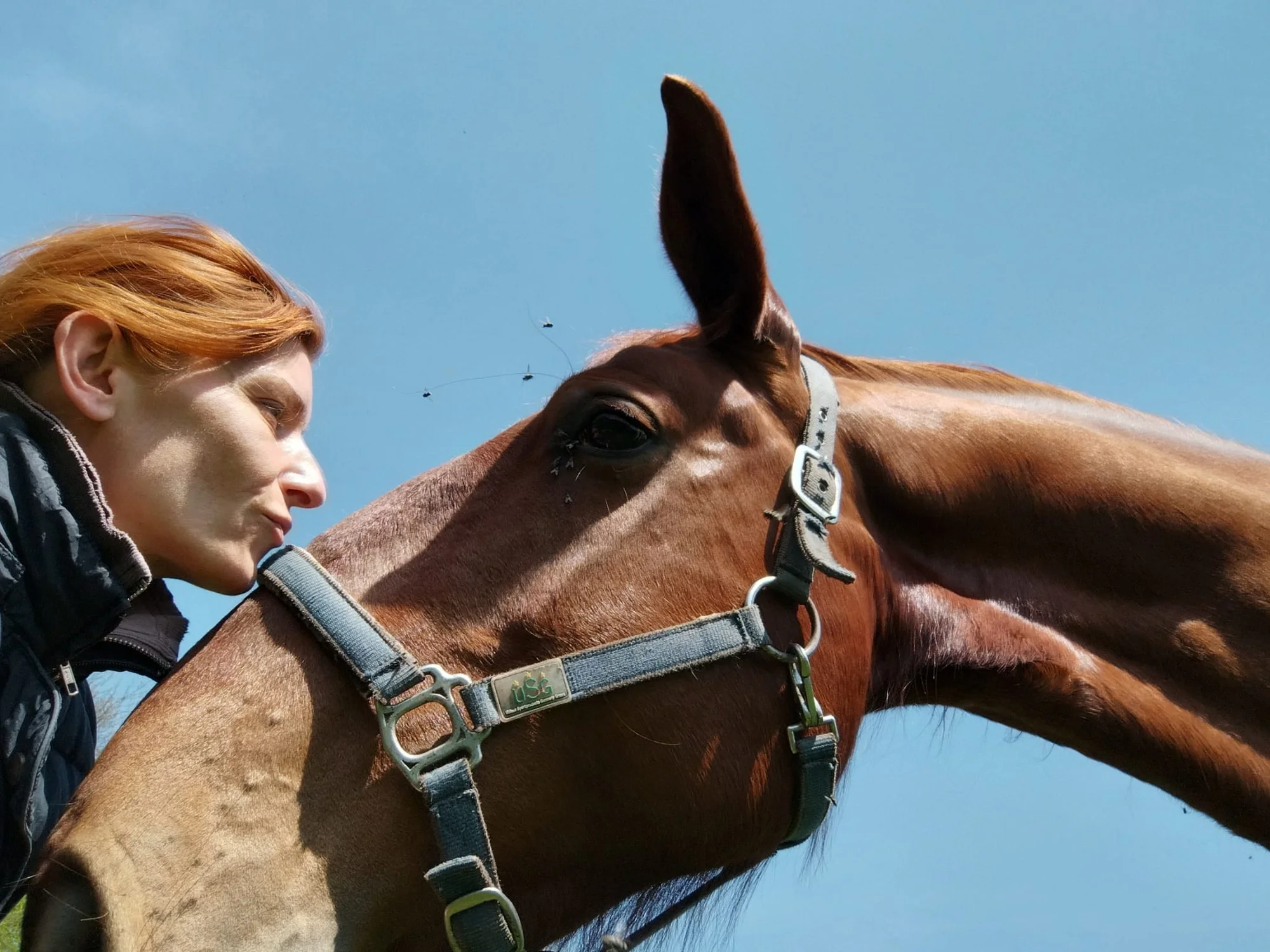 Osobní rozvoj s péčí o koně: antistresová procházka i leadership