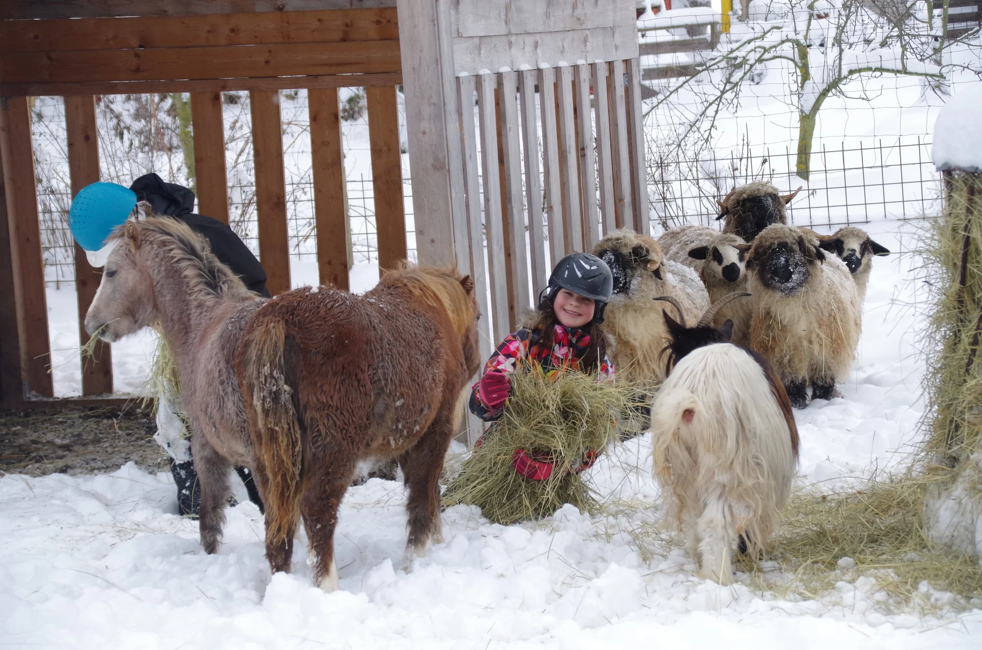 Farmářem na zkoušku: den na statku, jízda na koni a v traktoru, práce se zvířaty