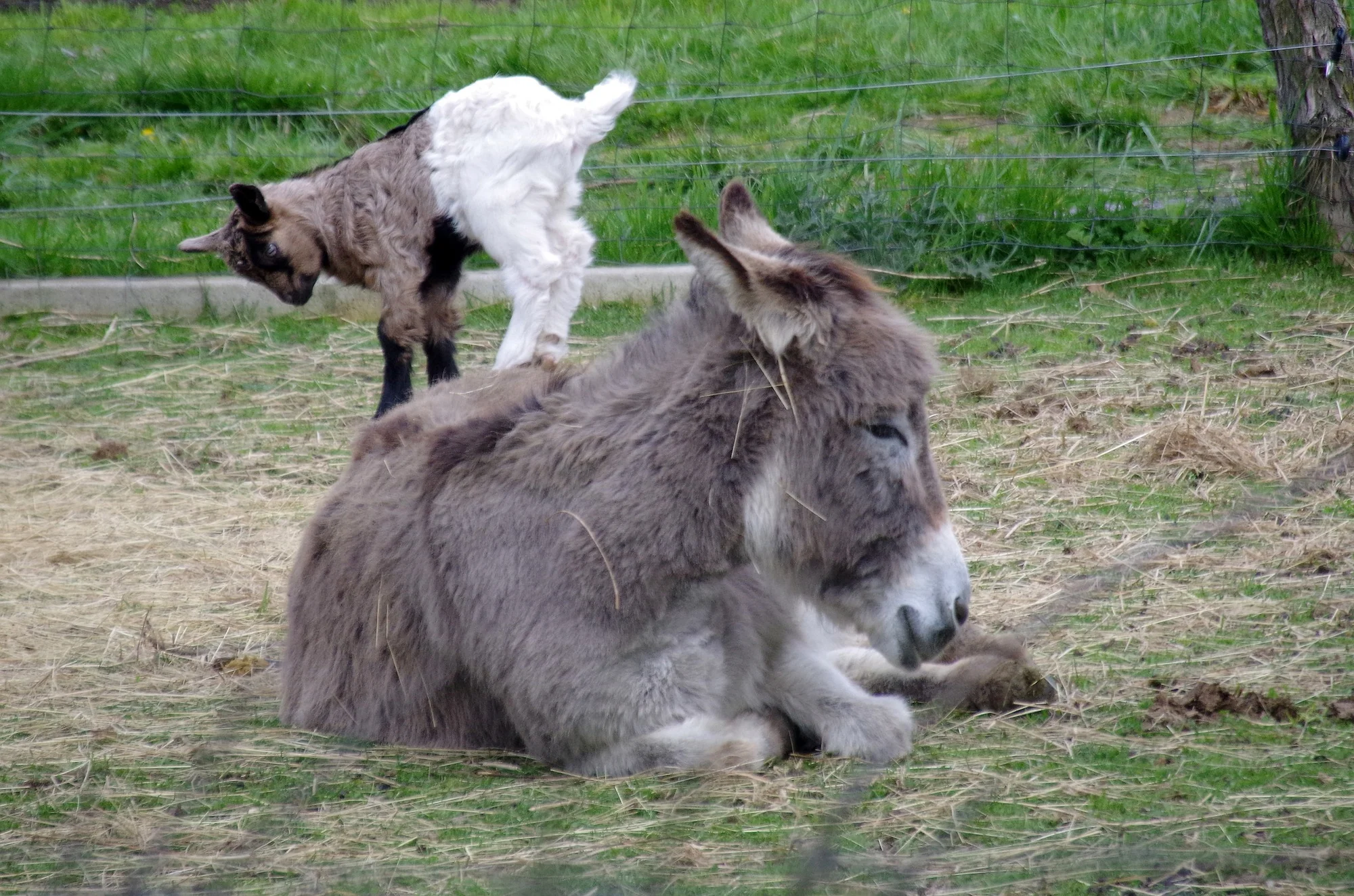 Farmářem na zkoušku: den na statku, jízda na koni a v traktoru, práce se zvířaty