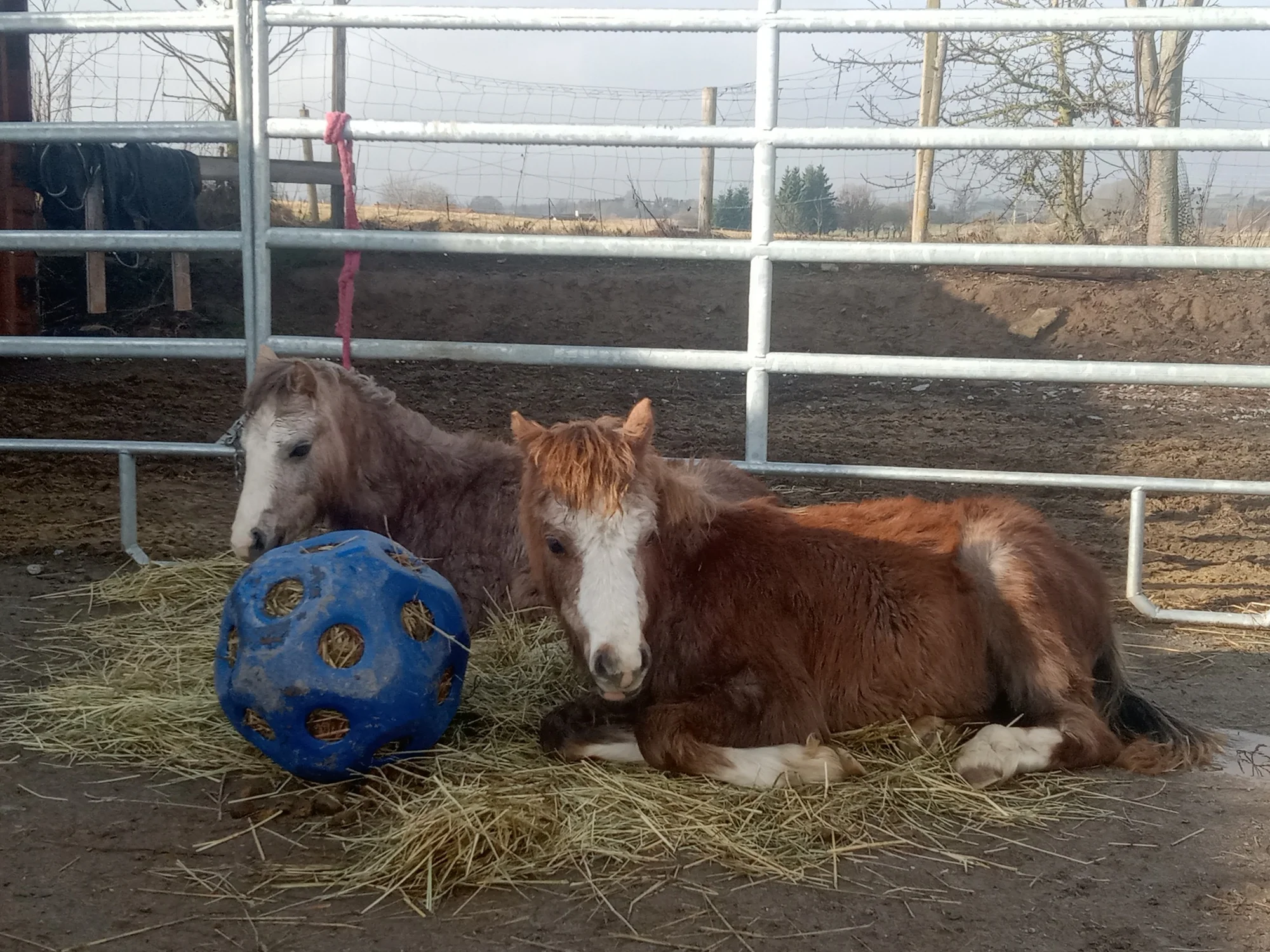 Farmářem na zkoušku: den na statku, jízda na koni a v traktoru, práce se zvířaty