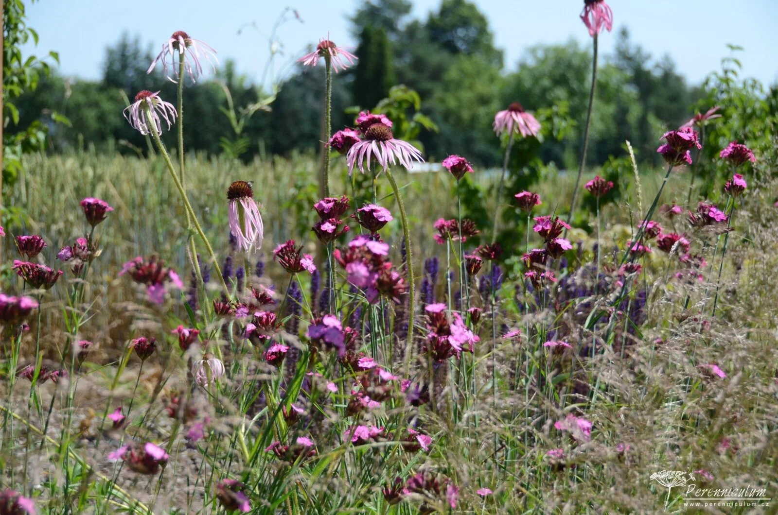 Trvalkyum: chytrý online plánovač trvalkových záhonů pro malé i velké zahrady