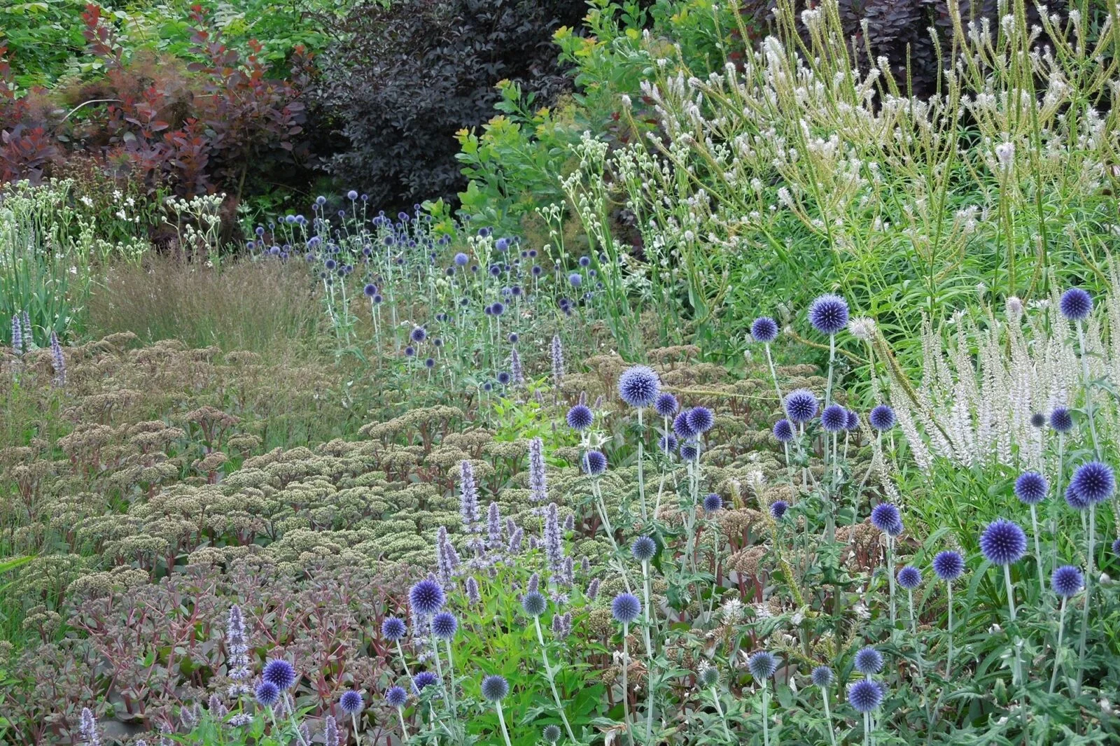 Trvalkyum: chytrý online plánovač trvalkových záhonů pro malé i velké zahrady