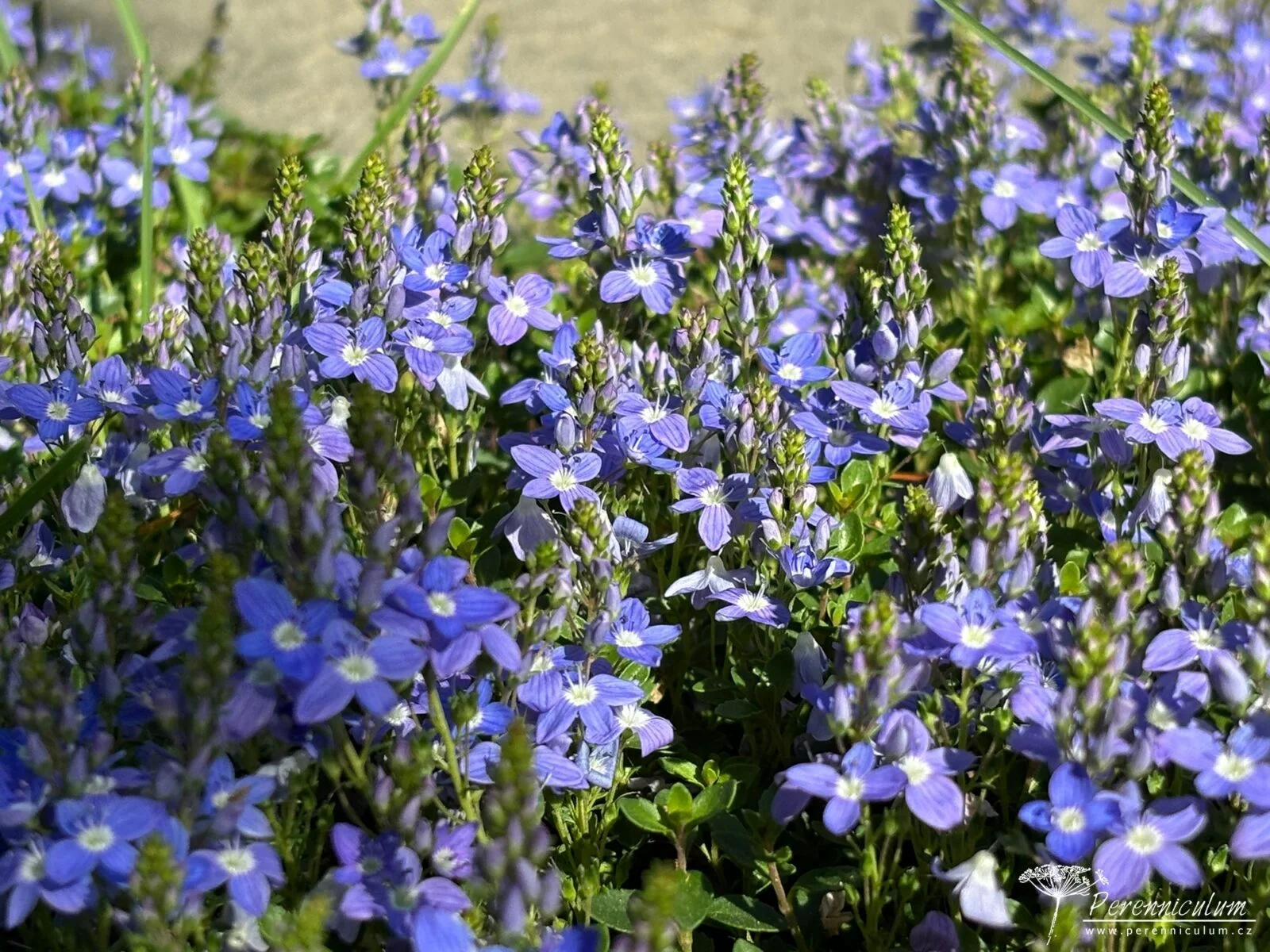 Trvalkyum: chytrý online plánovač trvalkových záhonů pro malé i velké zahrady