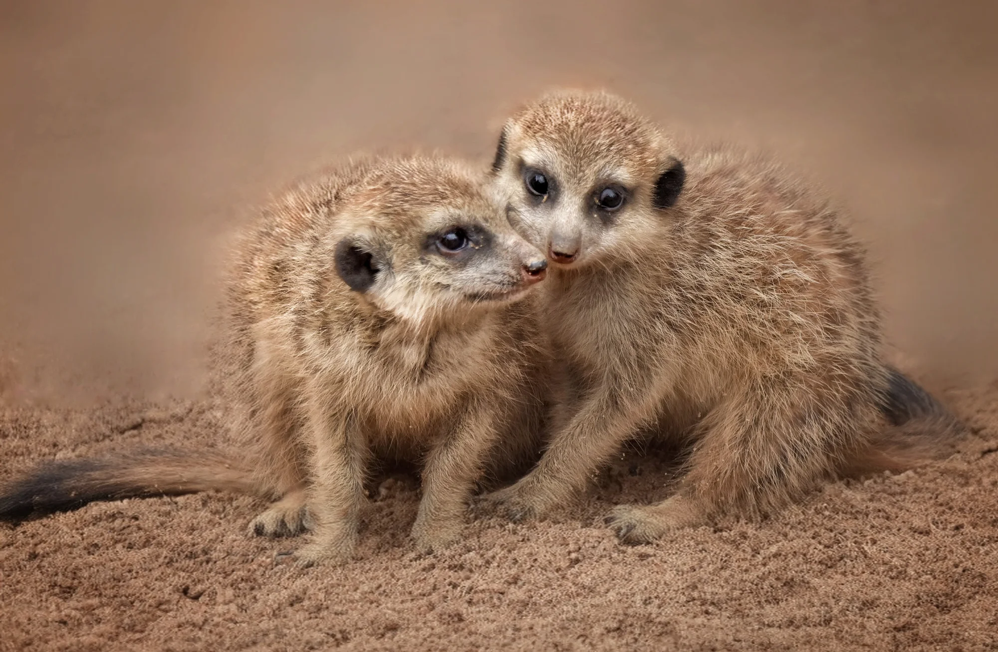 Zoo Plasy: krmení mývalů, surikat i šelem či možnost stát se na pár hodin ošetřovatelem