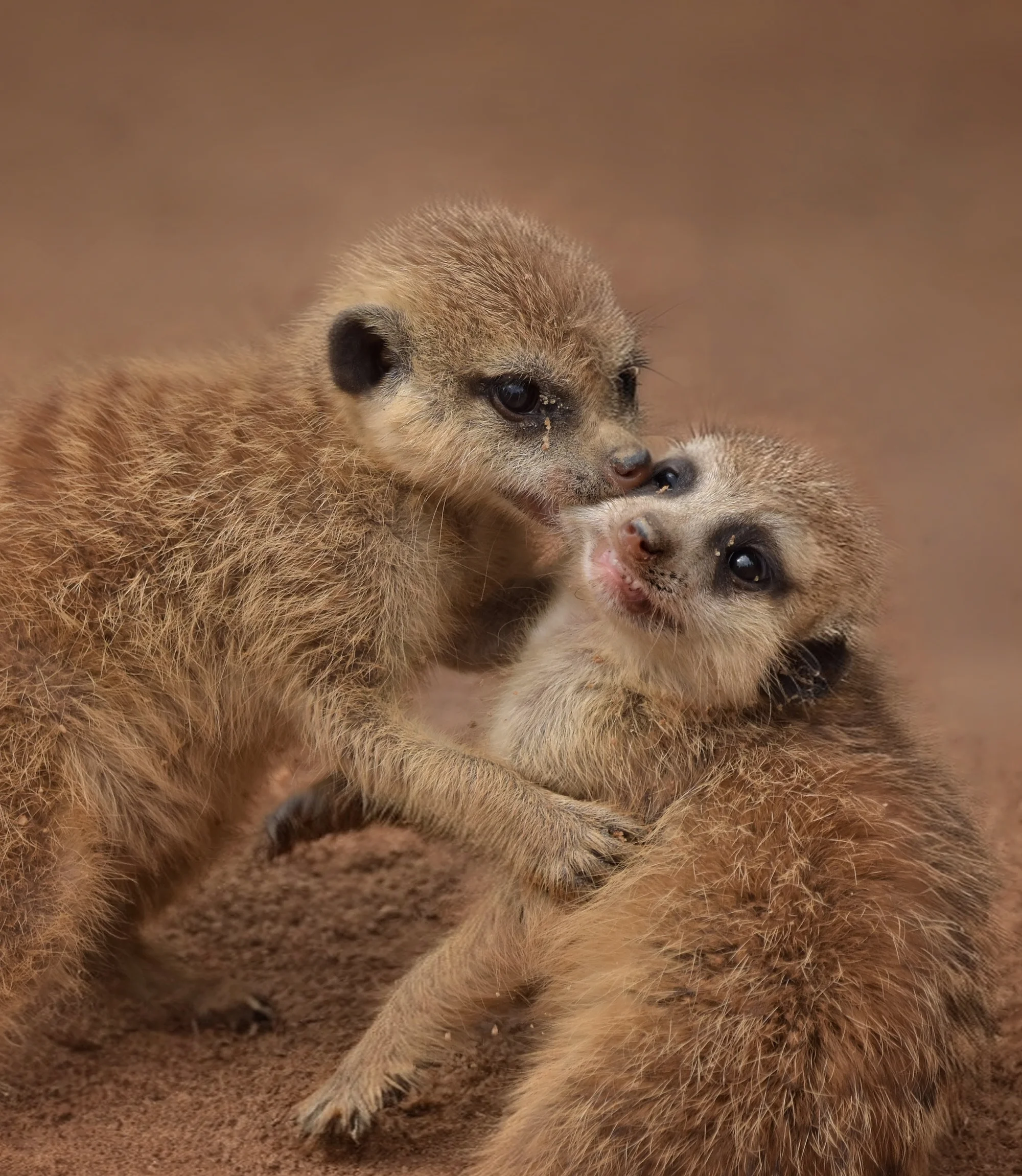 Zoo Plasy: krmení mývalů, surikat i šelem či možnost stát se na pár hodin ošetřovatelem