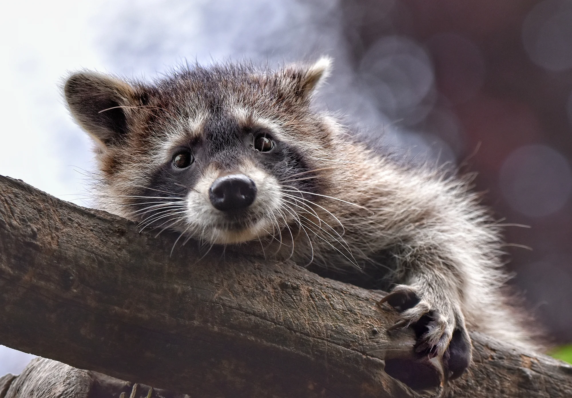 Zoo Plasy: krmení mývalů, surikat i šelem či možnost stát se na pár hodin ošetřovatelem