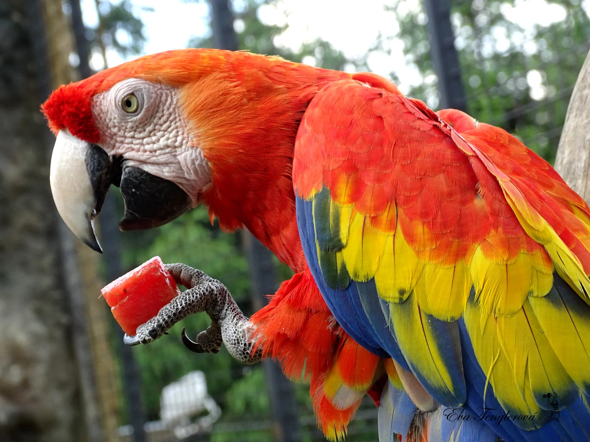 Zoo Plasy: krmení mývalů, surikat i šelem či možnost stát se na pár hodin ošetřovatelem