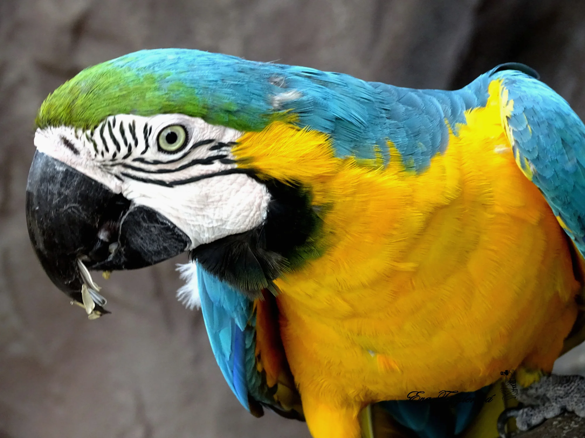 Zoo Plasy: krmení mývalů, surikat i šelem či možnost stát se na pár hodin ošetřovatelem