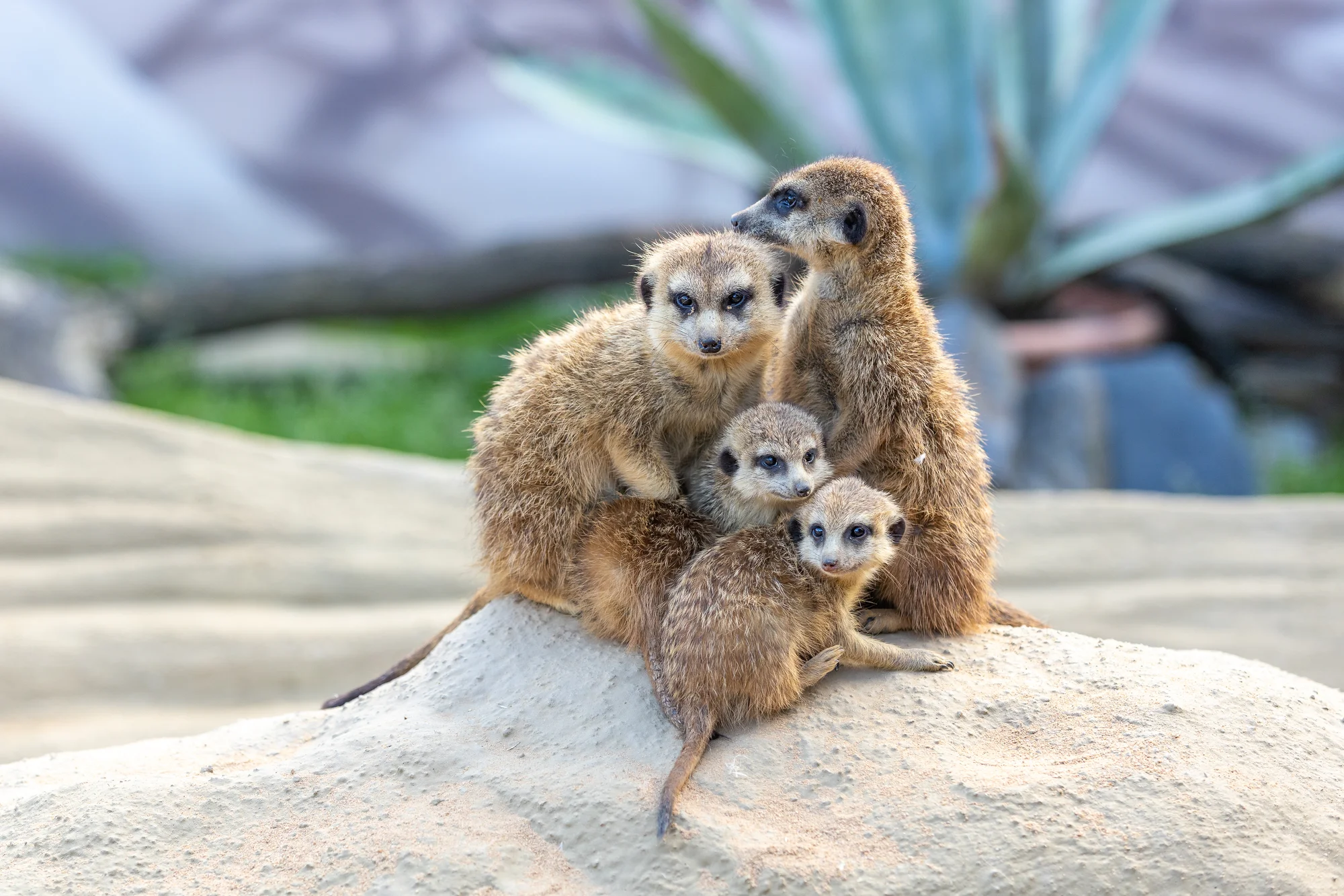 Zoo Plasy: krmení mývalů, surikat i šelem či možnost stát se na pár hodin ošetřovatelem