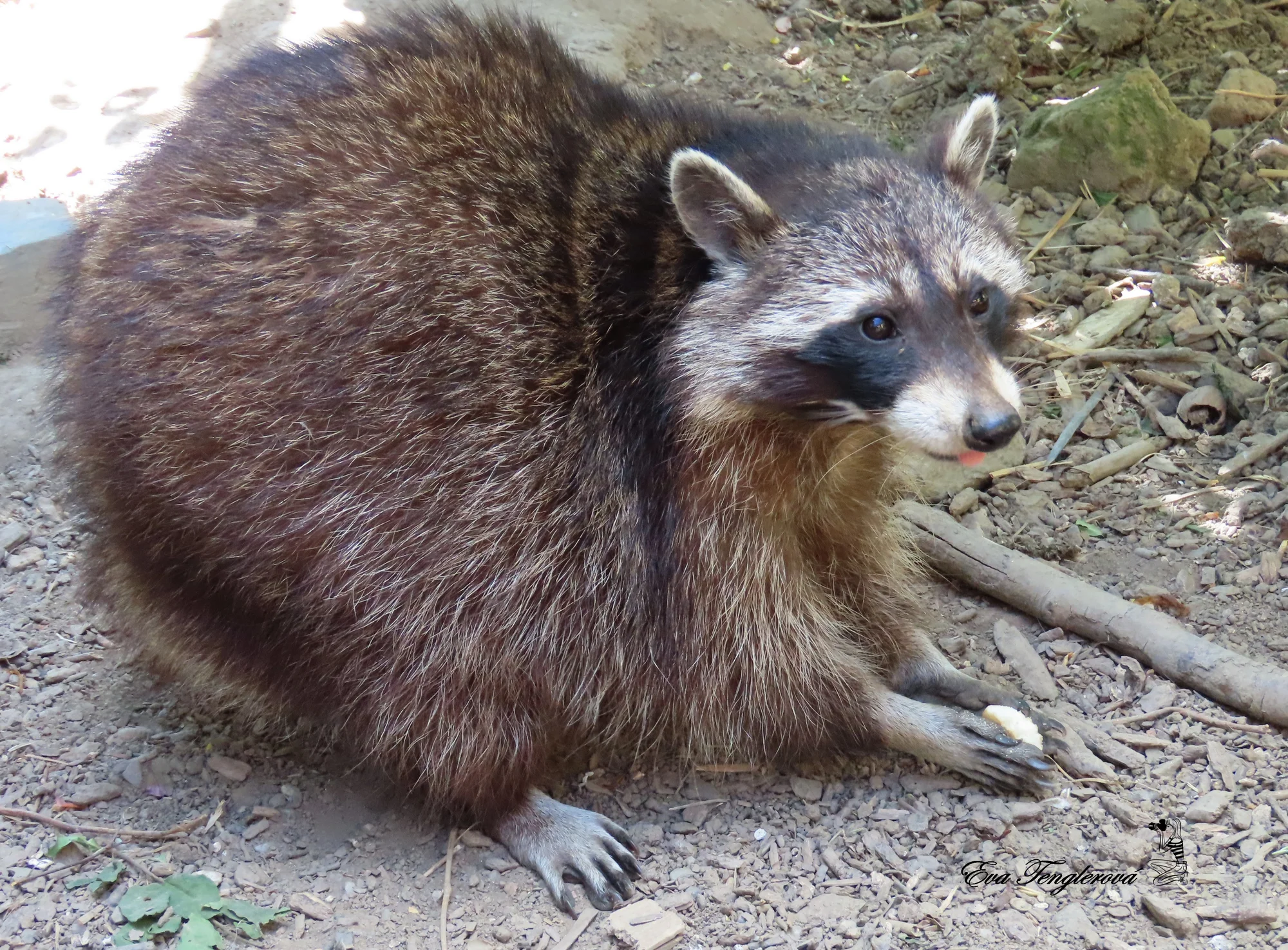 Zoo Plasy: krmení mývalů, surikat i šelem či možnost stát se na pár hodin ošetřovatelem