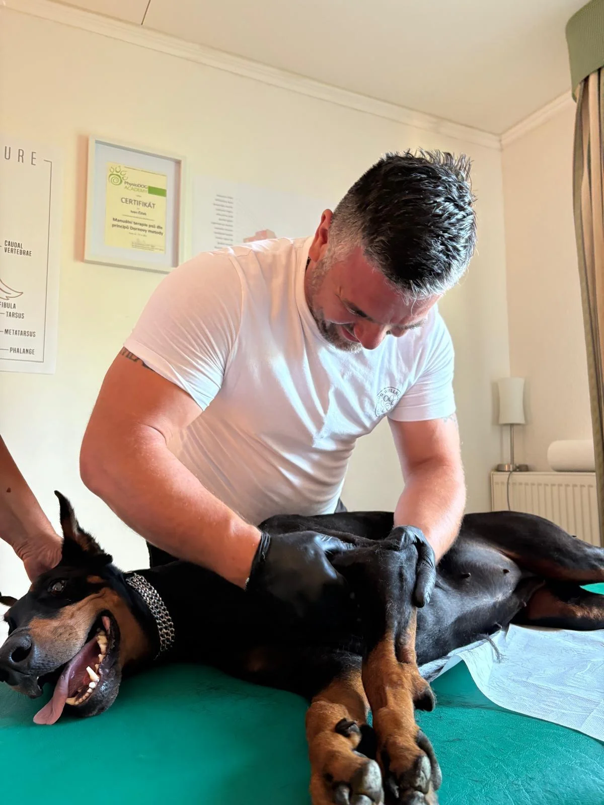 75 minut v psích lázních: rekondiční masáž a koupel pro vašeho chlupáče