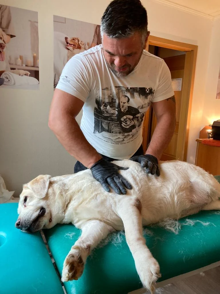 75 minut v psích lázních: rekondiční masáž a koupel pro vašeho chlupáče