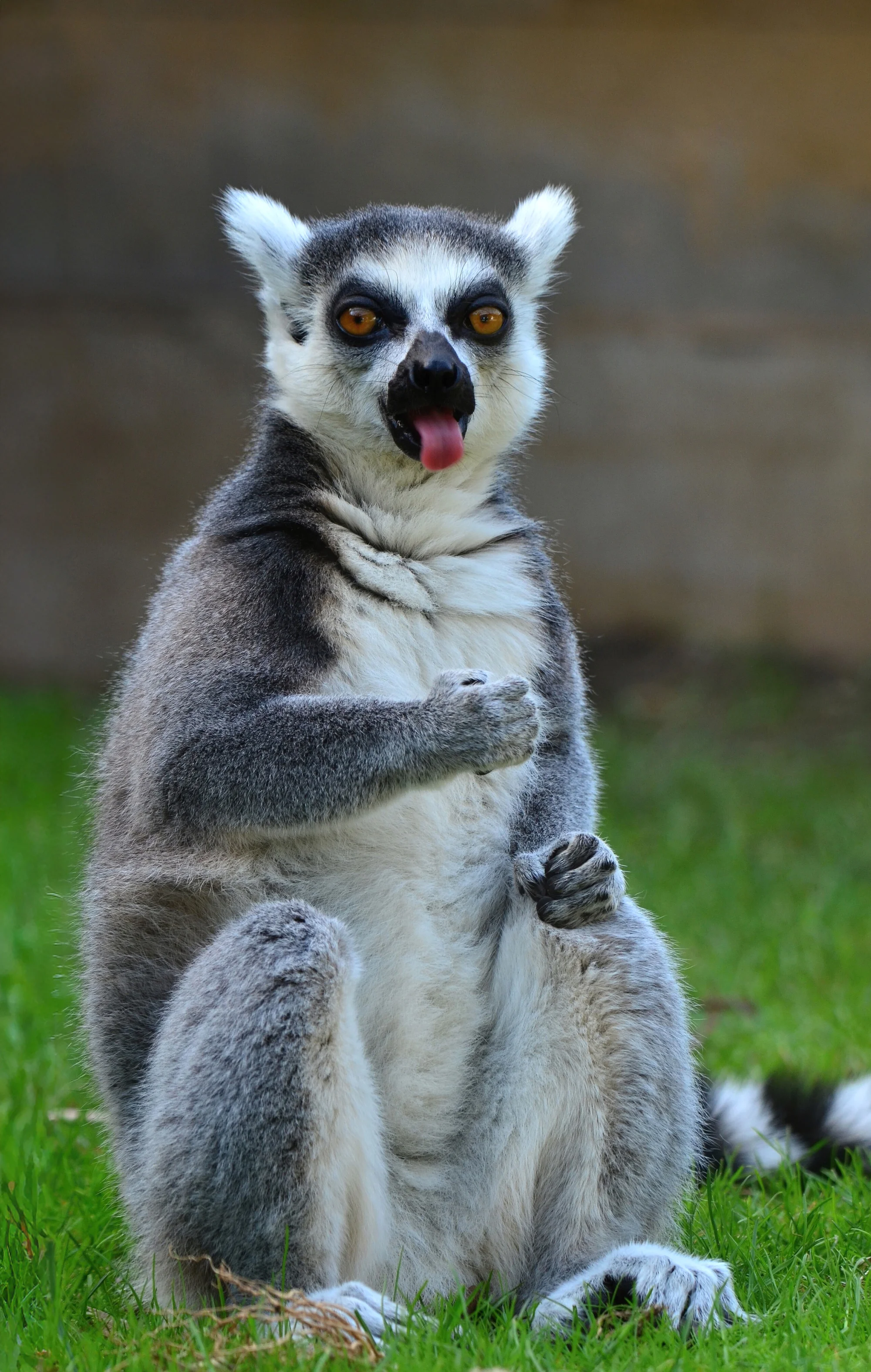 Zoo Plasy: krmení mývalů, surikat i šelem či možnost stát se na pár hodin ošetřovatelem