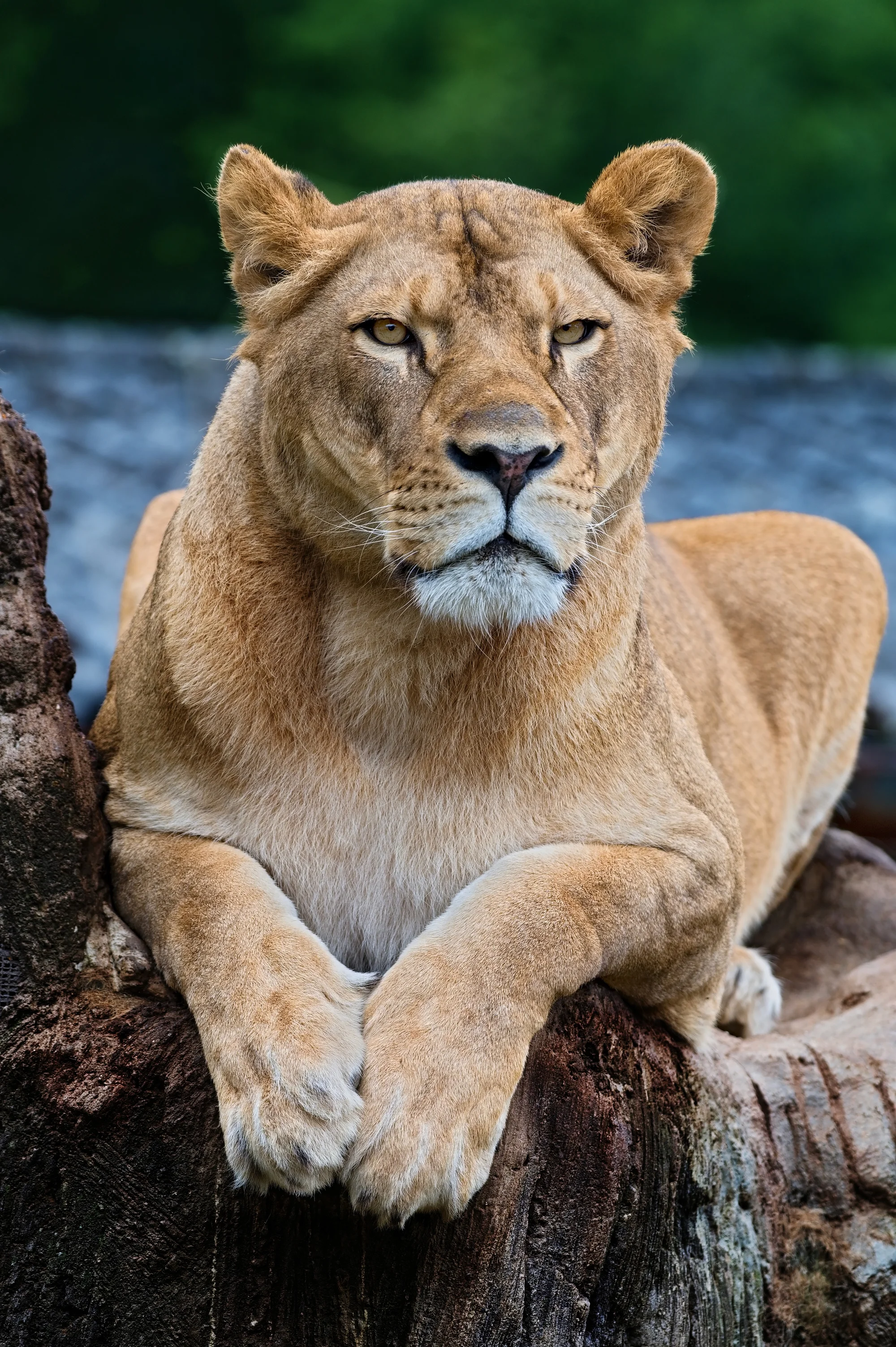 Zoo Plasy: krmení mývalů, surikat i šelem či možnost stát se na pár hodin ošetřovatelem