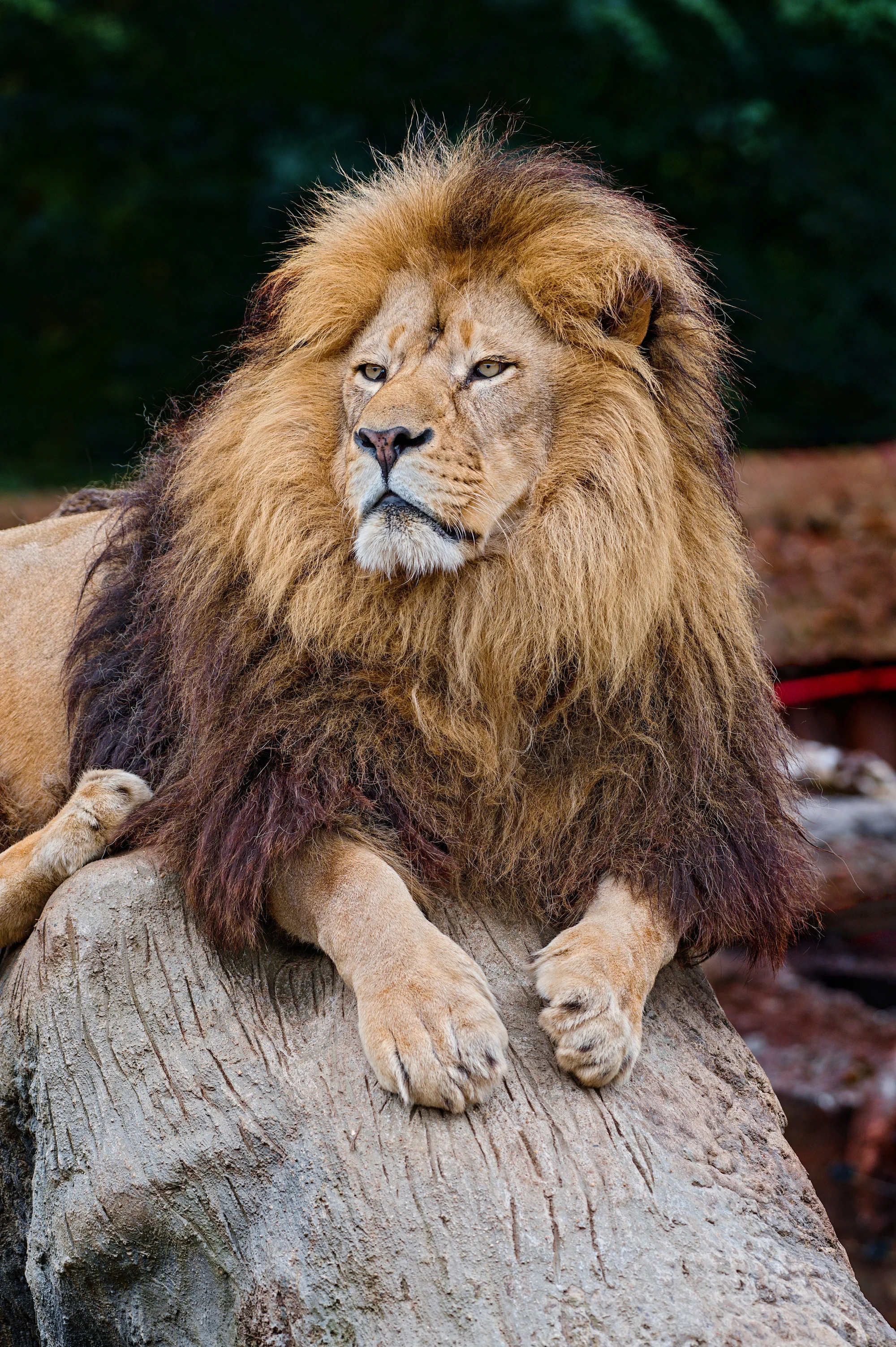 Zoo Plasy: krmení mývalů, surikat i šelem či možnost stát se na pár hodin ošetřovatelem