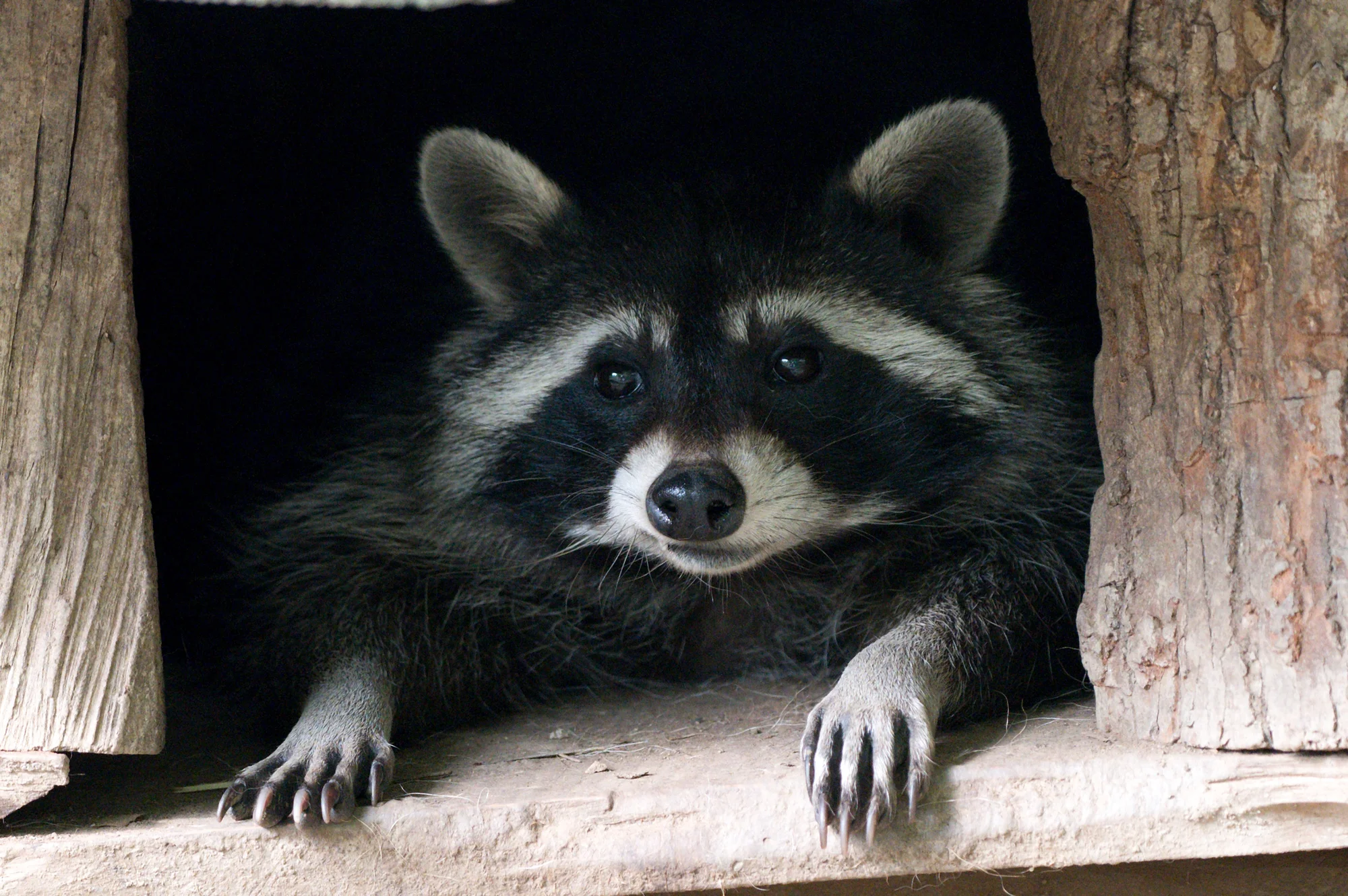 Zoo Plasy: krmení mývalů, surikat i šelem či možnost stát se na pár hodin ošetřovatelem