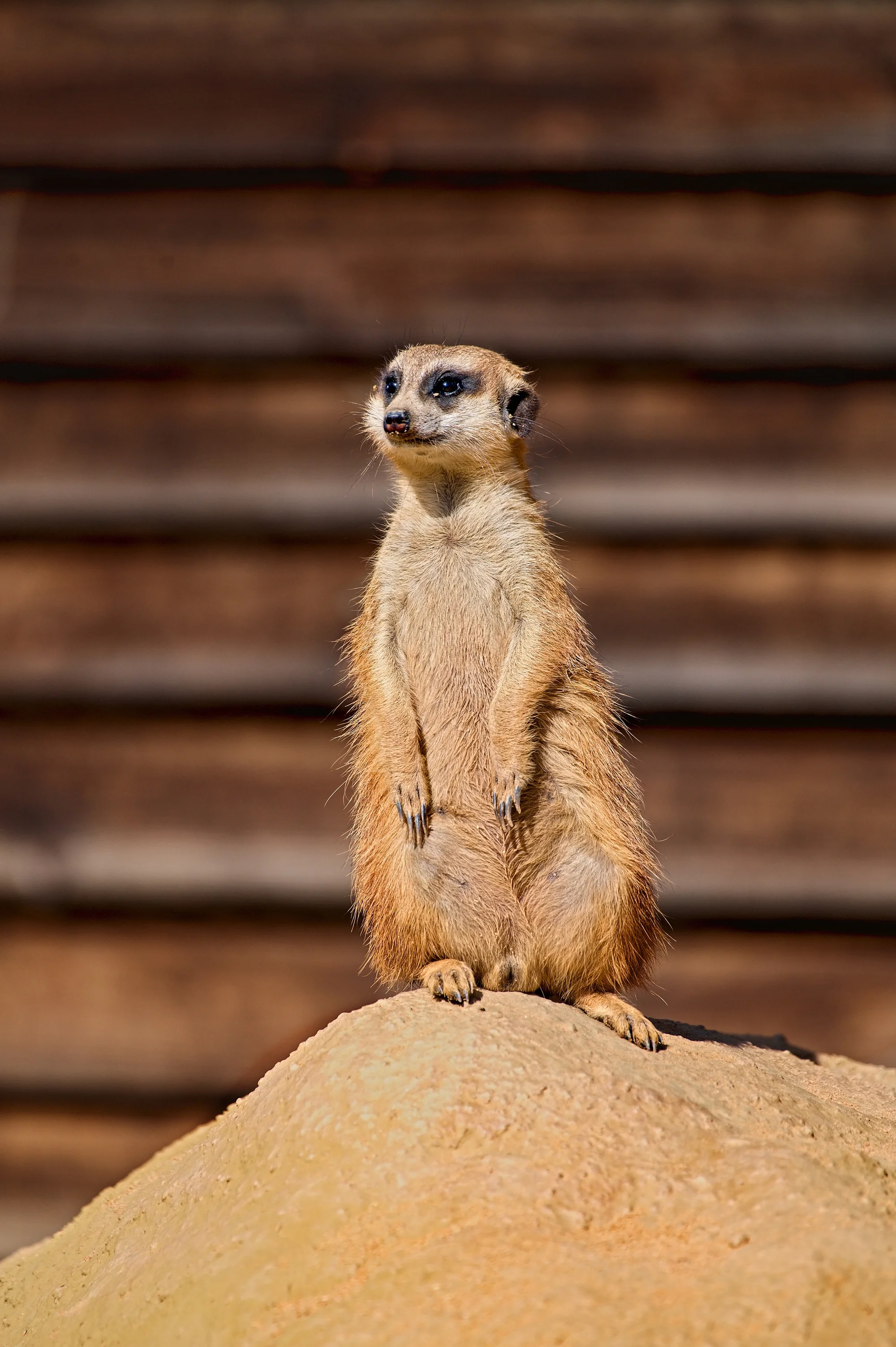 Zoo Plasy: krmení mývalů, surikat i šelem či možnost stát se na pár hodin ošetřovatelem