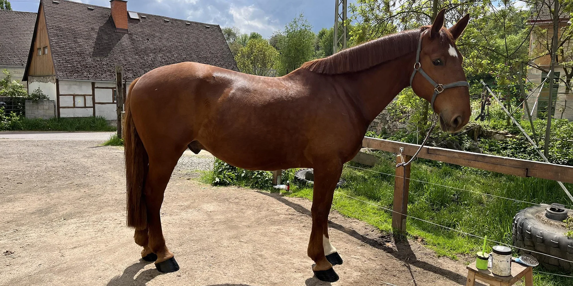 Osobní rozvoj s péčí o koně: antistresová procházka i leadership