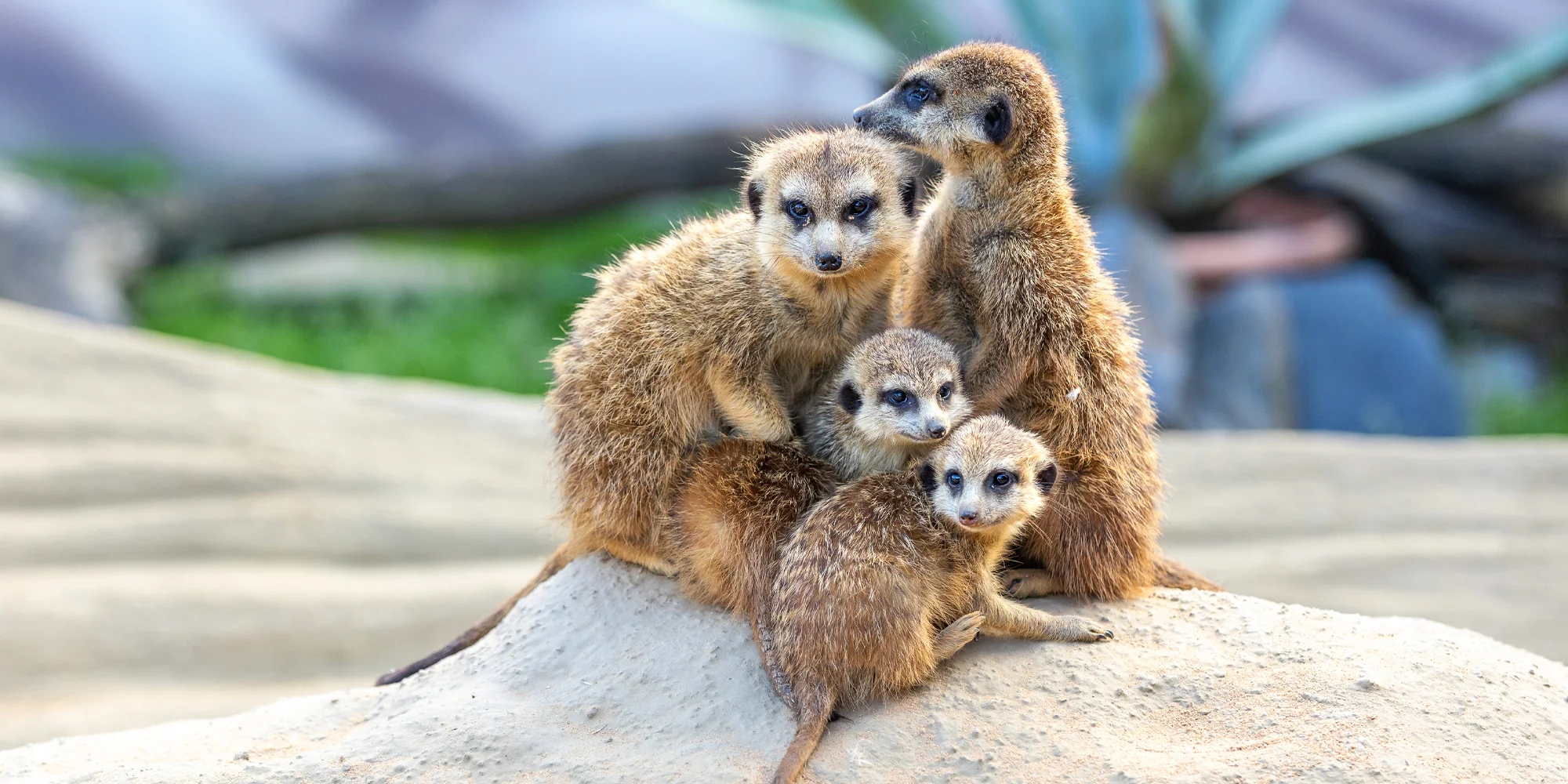 Vstup do Zoo Plasy i na fantasy minigolf