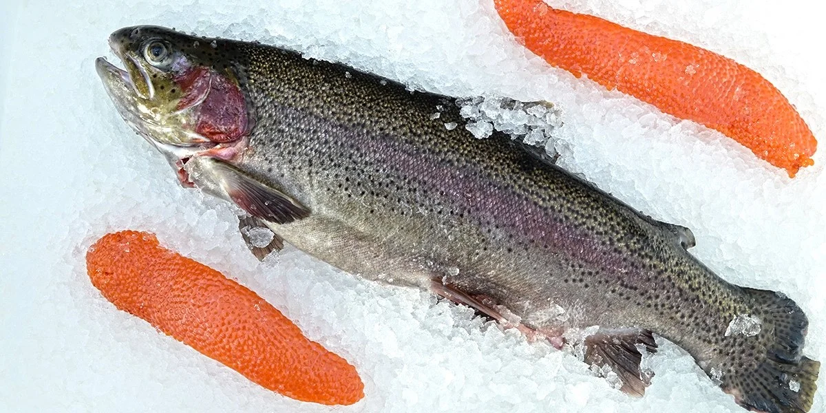 Prodej pstruhů čerstvě vylovených ze sádek v Šenově: 1 kg