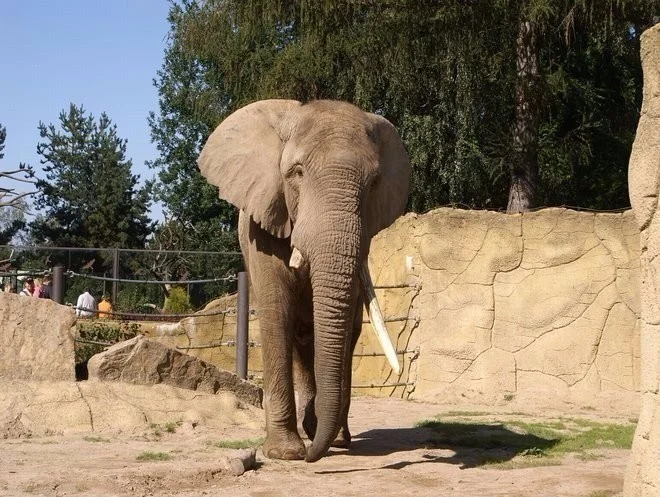Afrika ve Dvoře Králové: bungalov v kempu, snídaně, neomezený vstup do safari i vířivka
