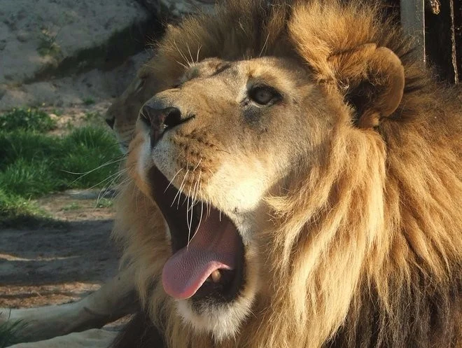 Afrika ve Dvoře Králové: bungalov v kempu, snídaně, neomezený vstup do safari i vířivka
