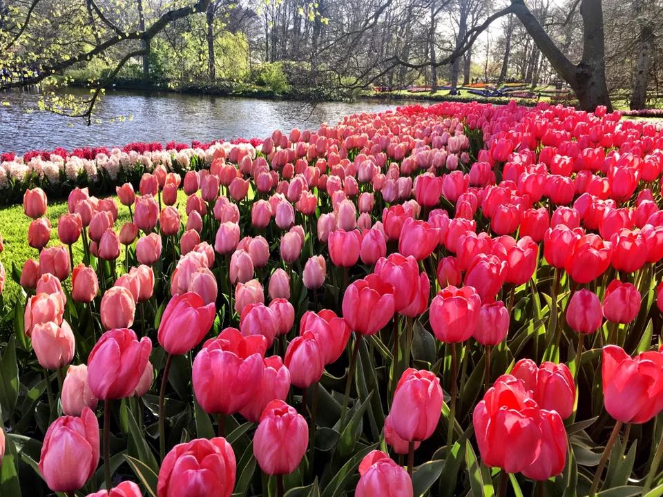Do Holandska za krásou květin i hlavního města: jeden den v parku Keukenhof a návštěva Amsterdamu