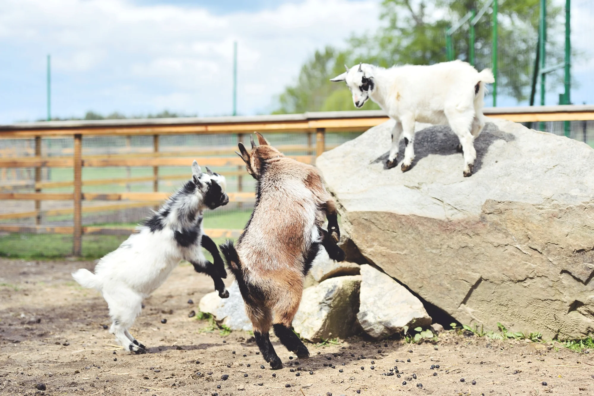 Pobyt ve středních Čechách: možnost stravy, rybaření i minizoo
