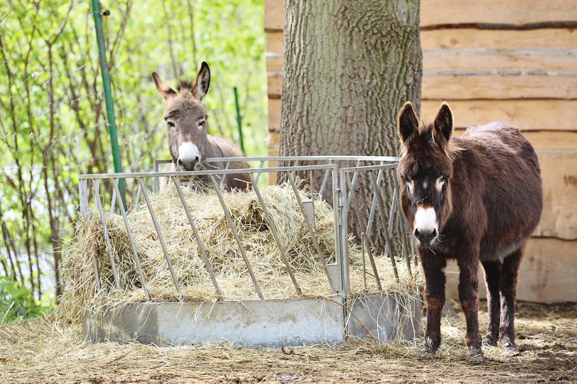 Pobyt ve středních Čechách: možnost stravy, rybaření i minizoo