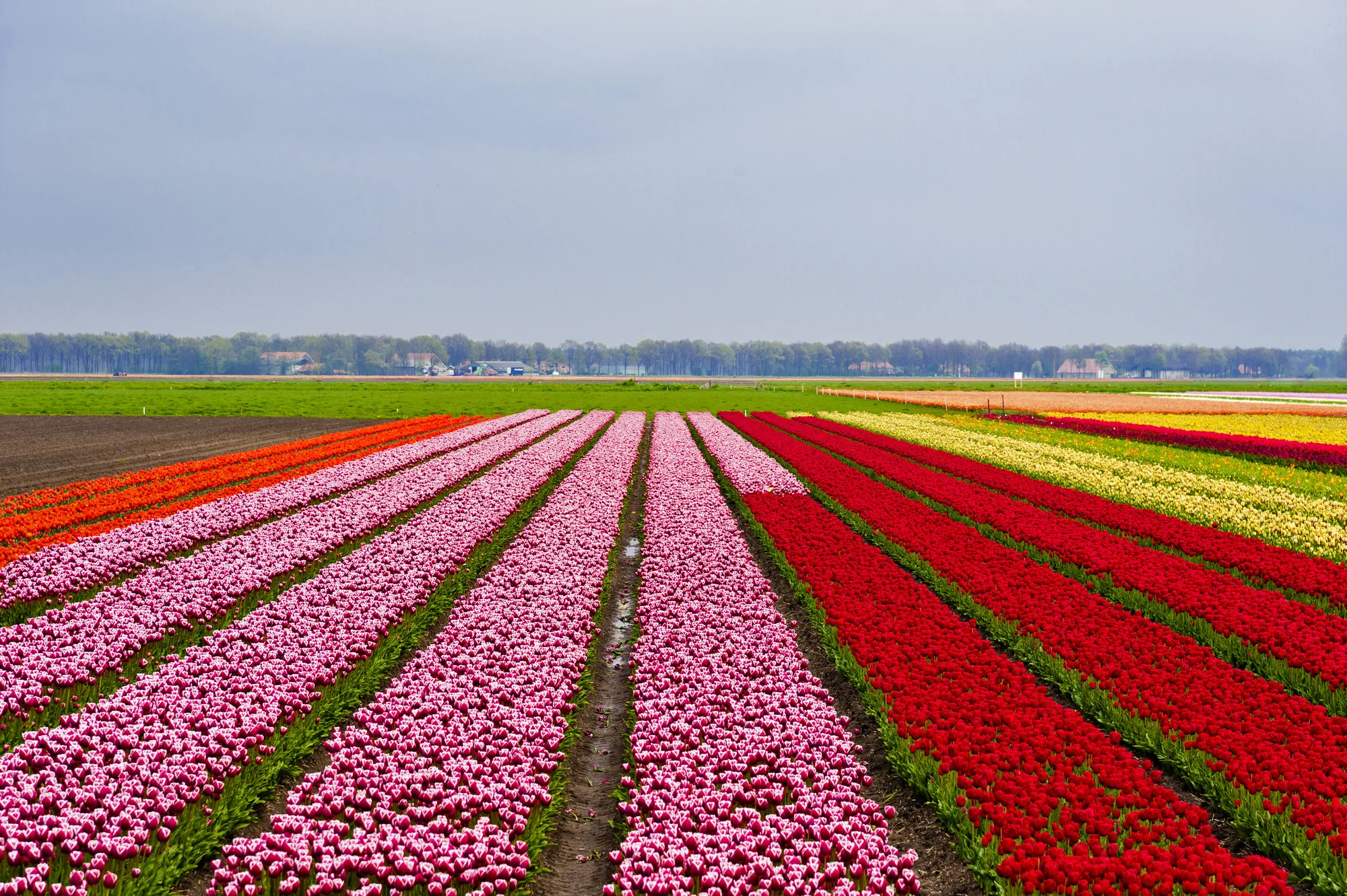 Do Holandska za krásou květin i hlavního města: jeden den v parku Keukenhof a návštěva Amsterdamu