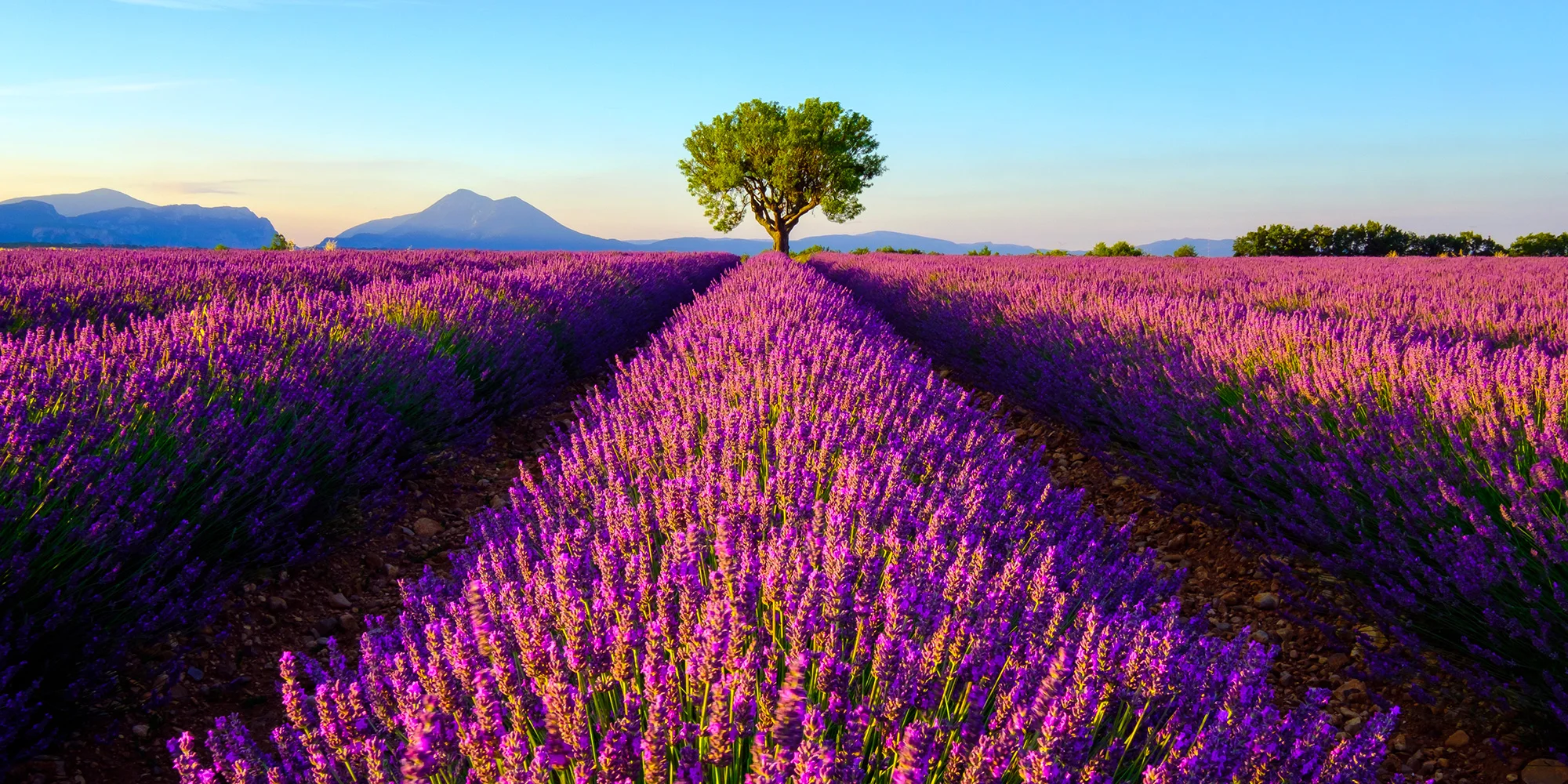 Levandulová Provence: poklady jižní Francie vč. hotelu