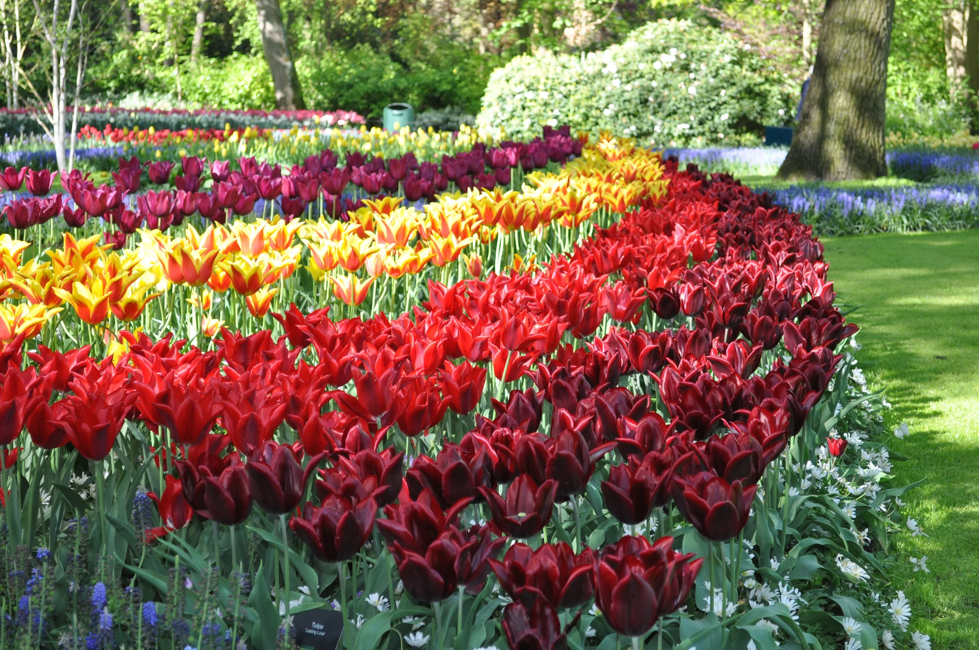 Do Holandska za krásou květin i hlavního města: jeden den v parku Keukenhof a návštěva Amsterdamu