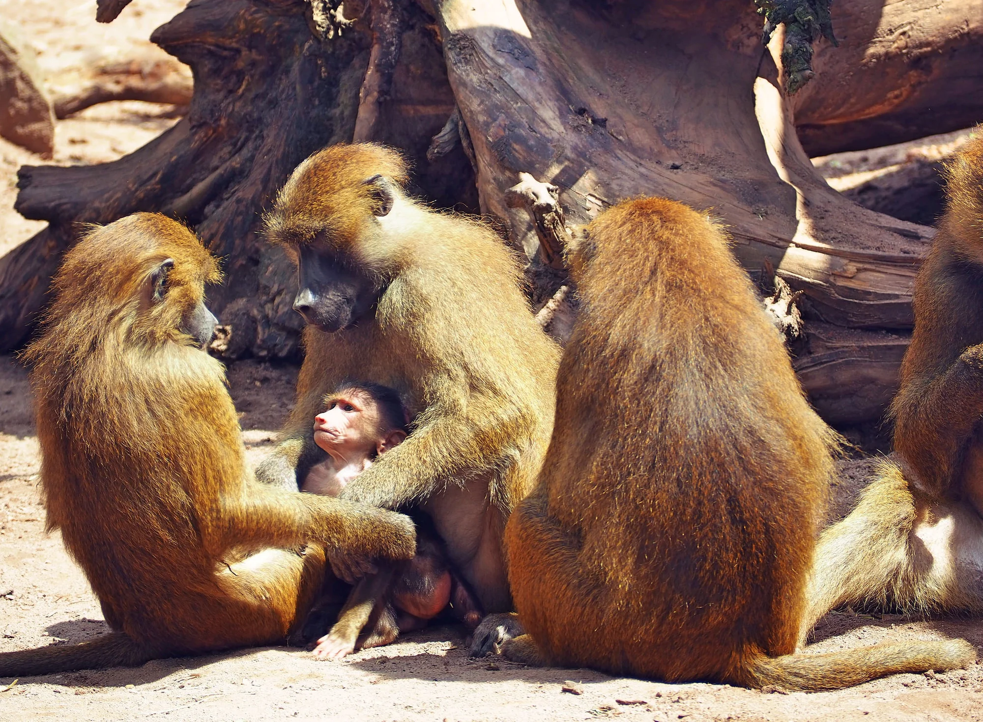Super výlet pro rodiny s dětmi: zoo a delfinárium v Norimberku, možnost prohlídky města