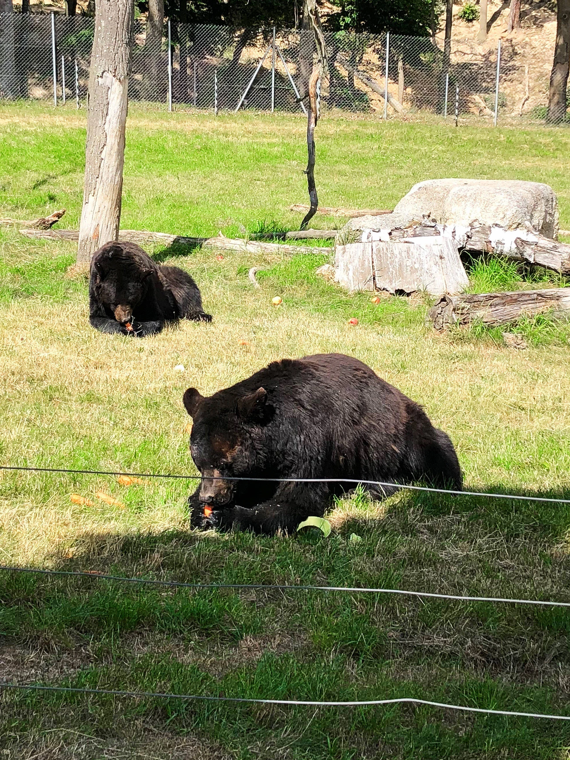 Zvířátka od ar po zubry: vstupné do zoologické zahrady v Táboře