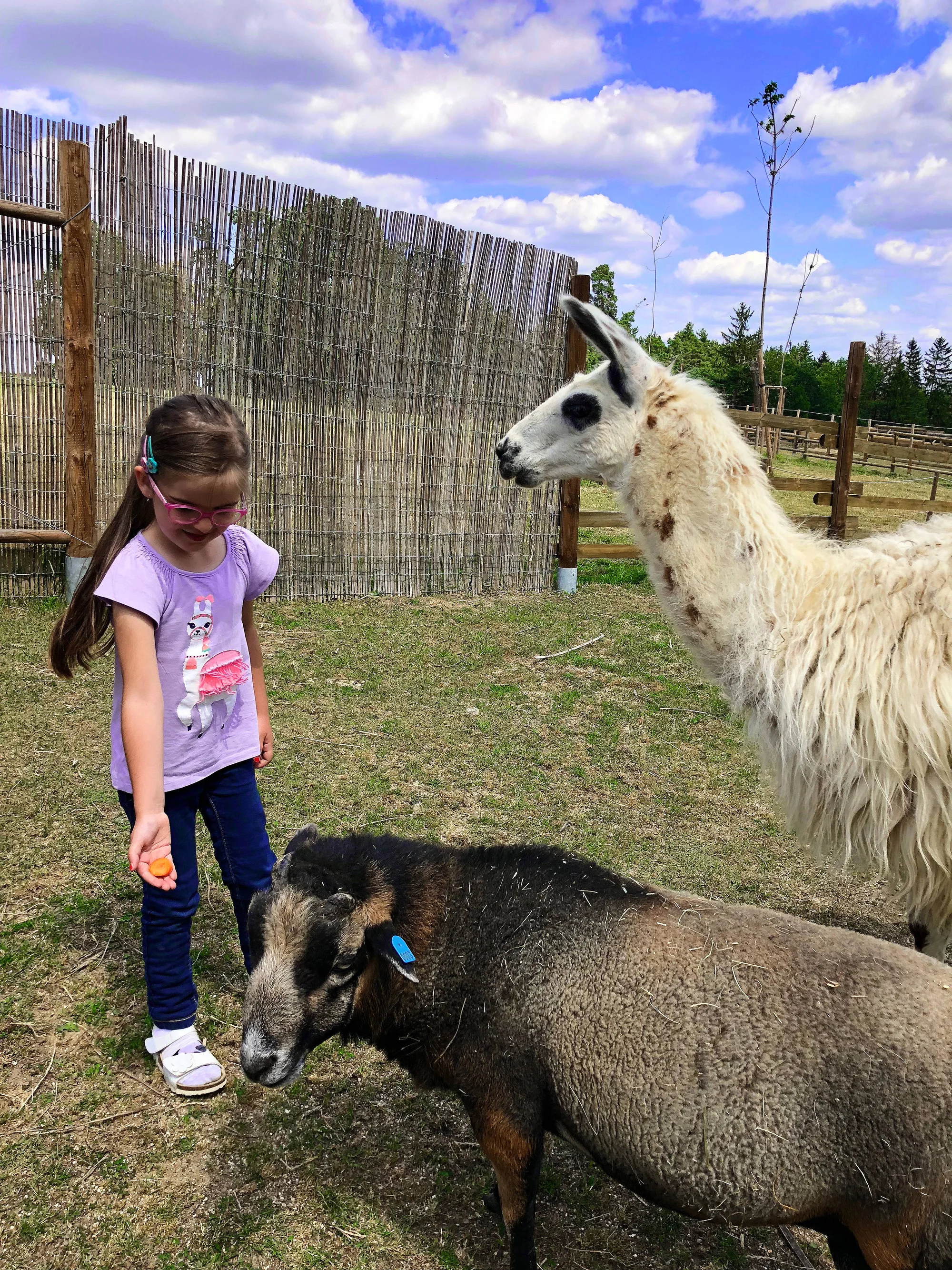 Zvířátka od ar po zubry: vstupné do zoologické zahrady v Táboře