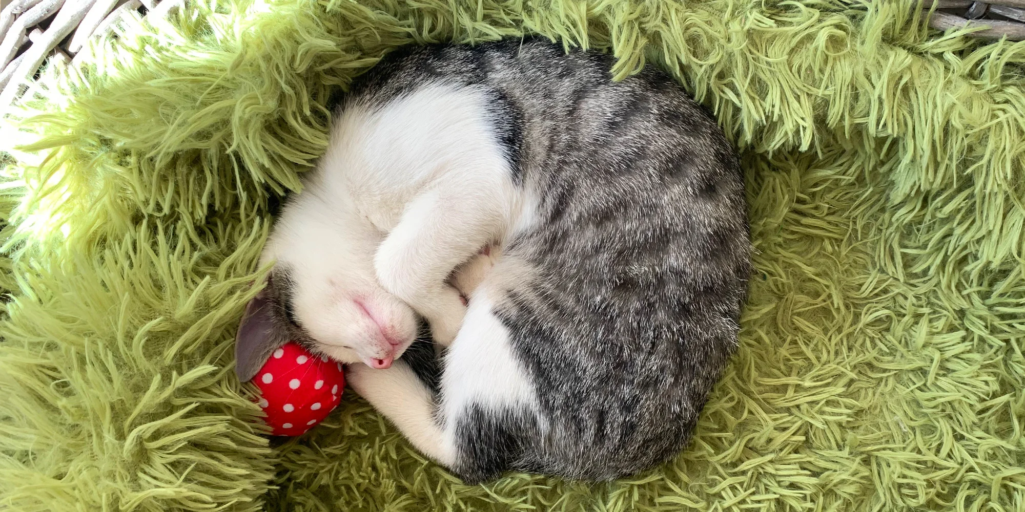 Káva s dezertem nebo koktejl v kočičí kavárně
