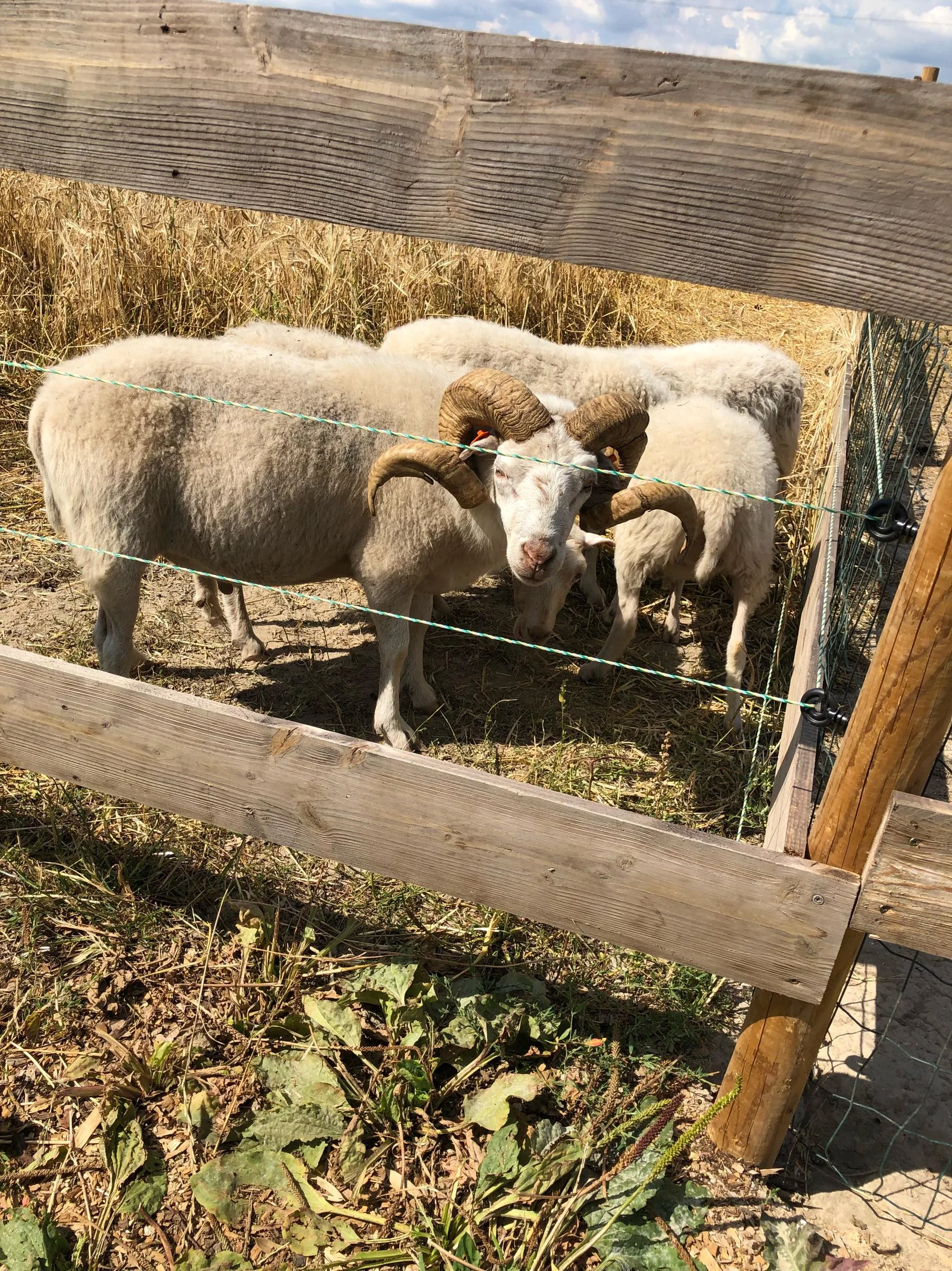 Zvířata na dosah ruky: VIP vstup na Statek u Merlina vč. vstupenky do zooparku pro všechny