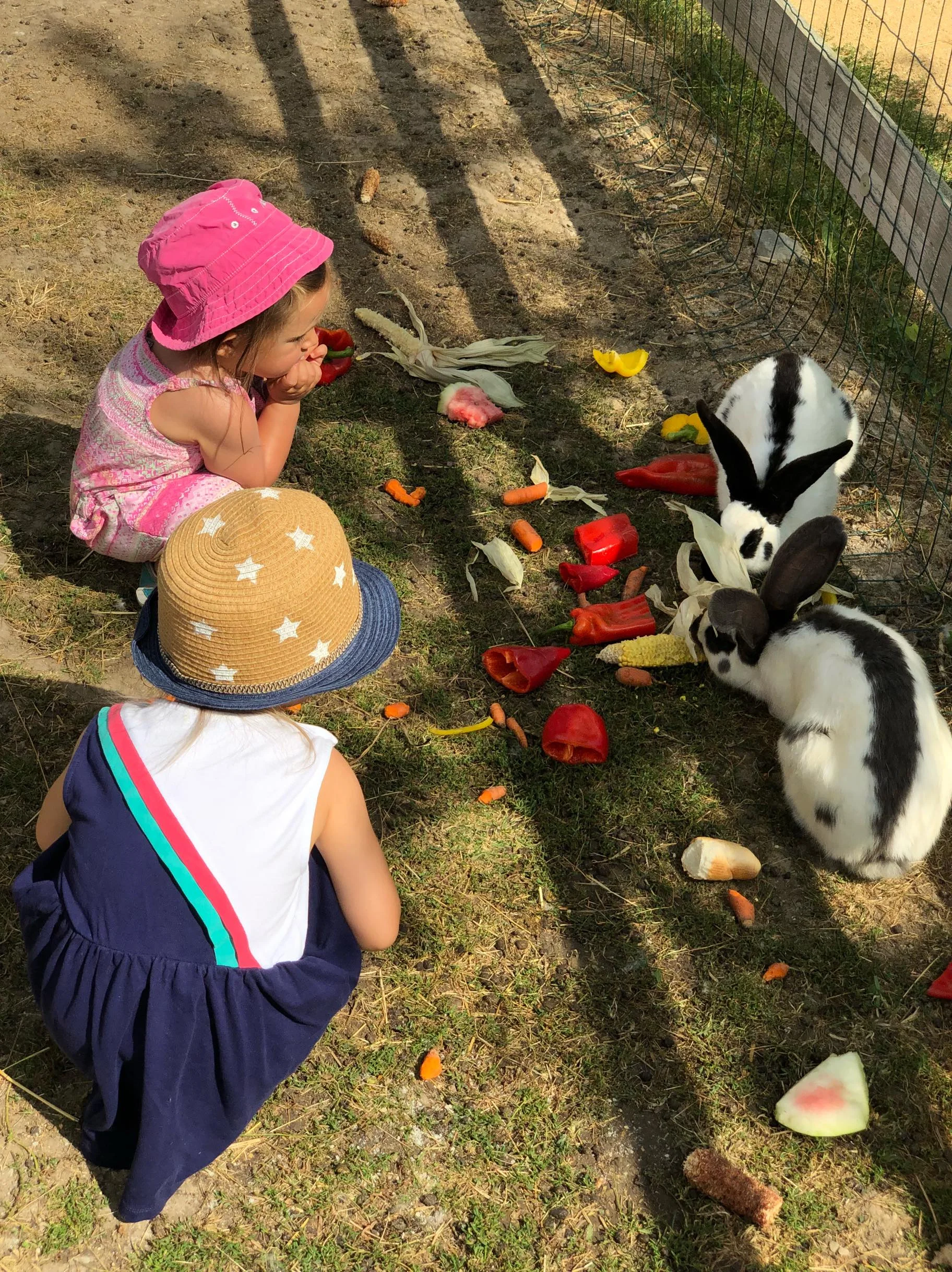 Rodinný vstup na statek se spoustou zvířat: velbloudi, pštros, opičky, kozy, lamy i chameleon