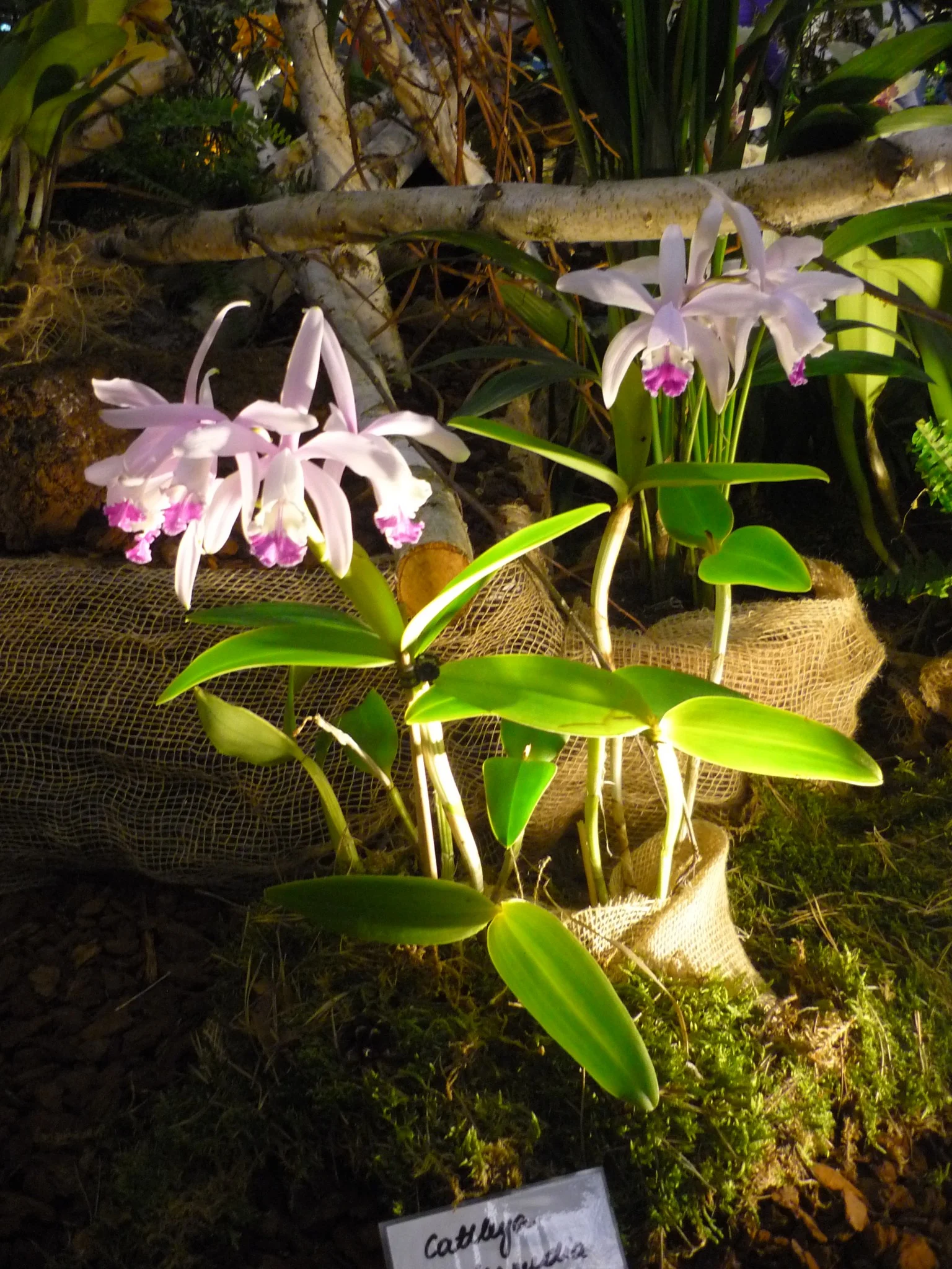 Výlet na prodejní výstavu orchidejí Orchideen Welt a prohlídka Drážďan