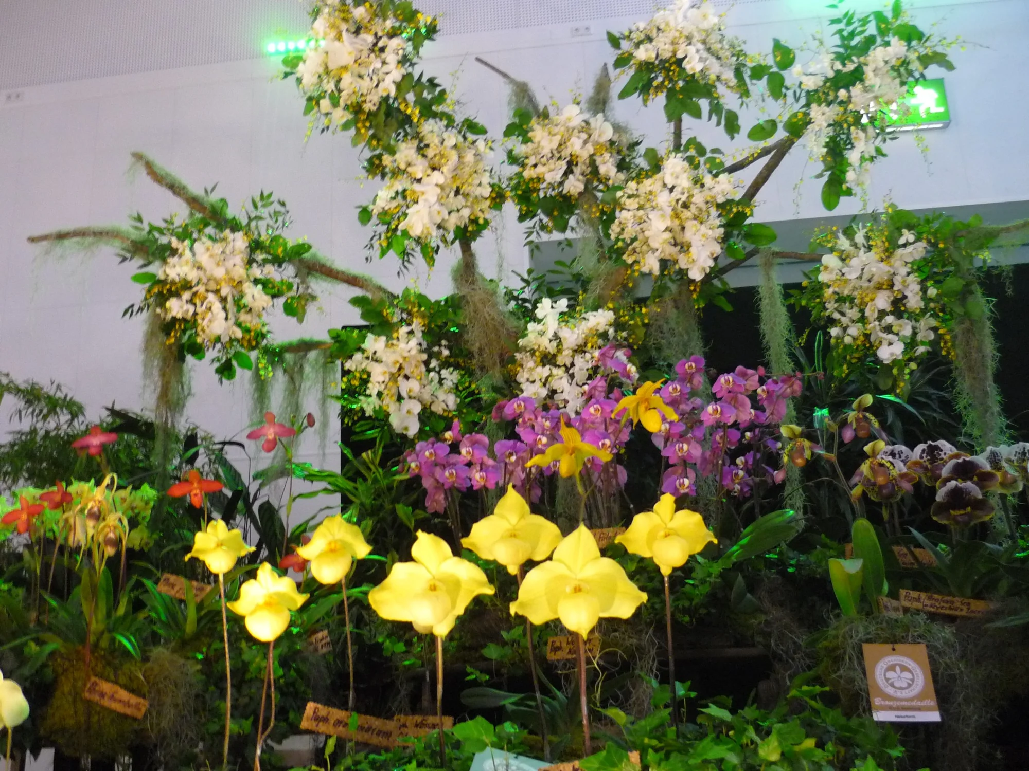 Výlet na prodejní výstavu orchidejí Orchideen Welt a prohlídka Drážďan