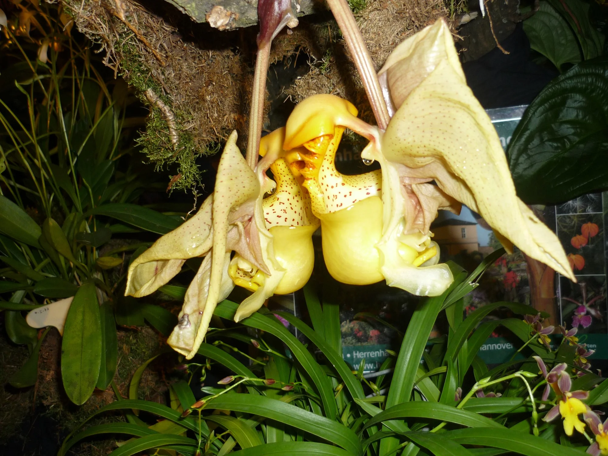 Výlet na prodejní výstavu orchidejí Orchideen Welt a prohlídka Drážďan