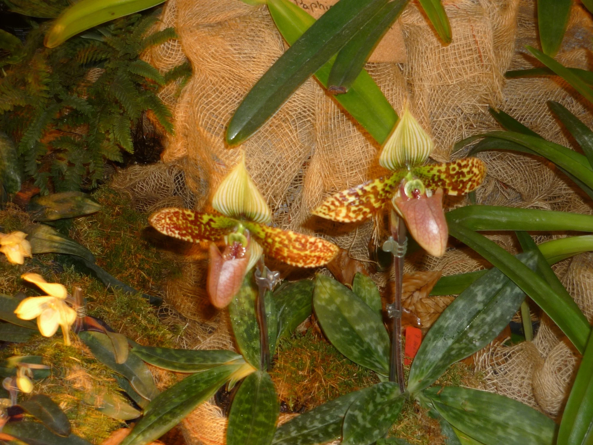 Výlet na prodejní výstavu orchidejí Orchideen Welt a prohlídka Drážďan